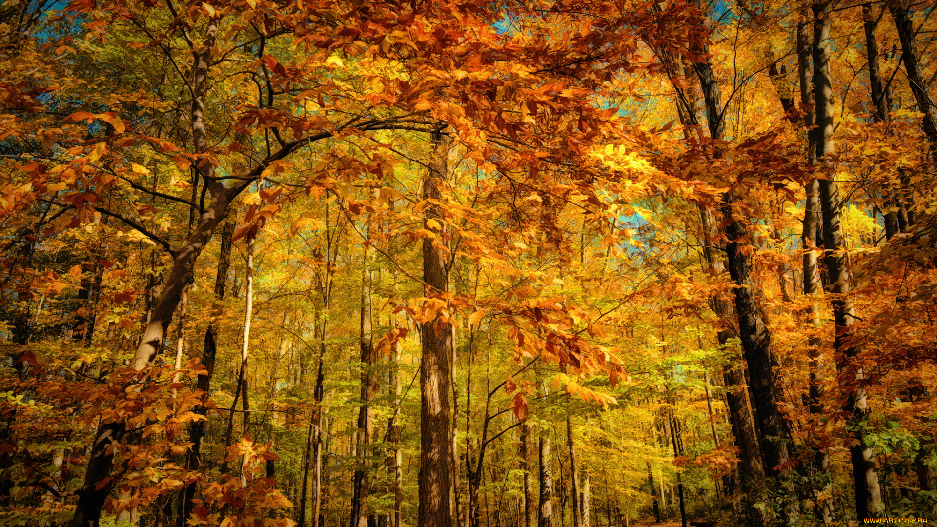 природа, лес, свет, осень, краски, листва