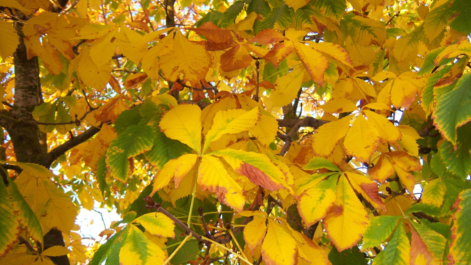 природа, листья, каштан, дерево, осень, желтые