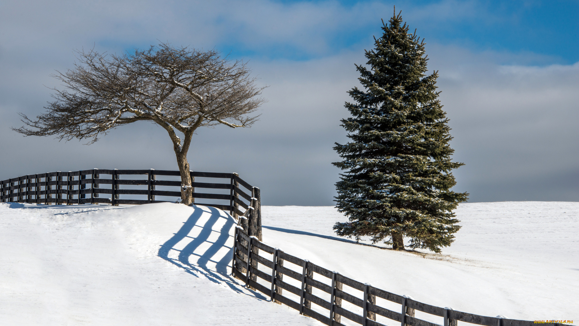 природа, зима, поле, дерево, ель, забор, снег