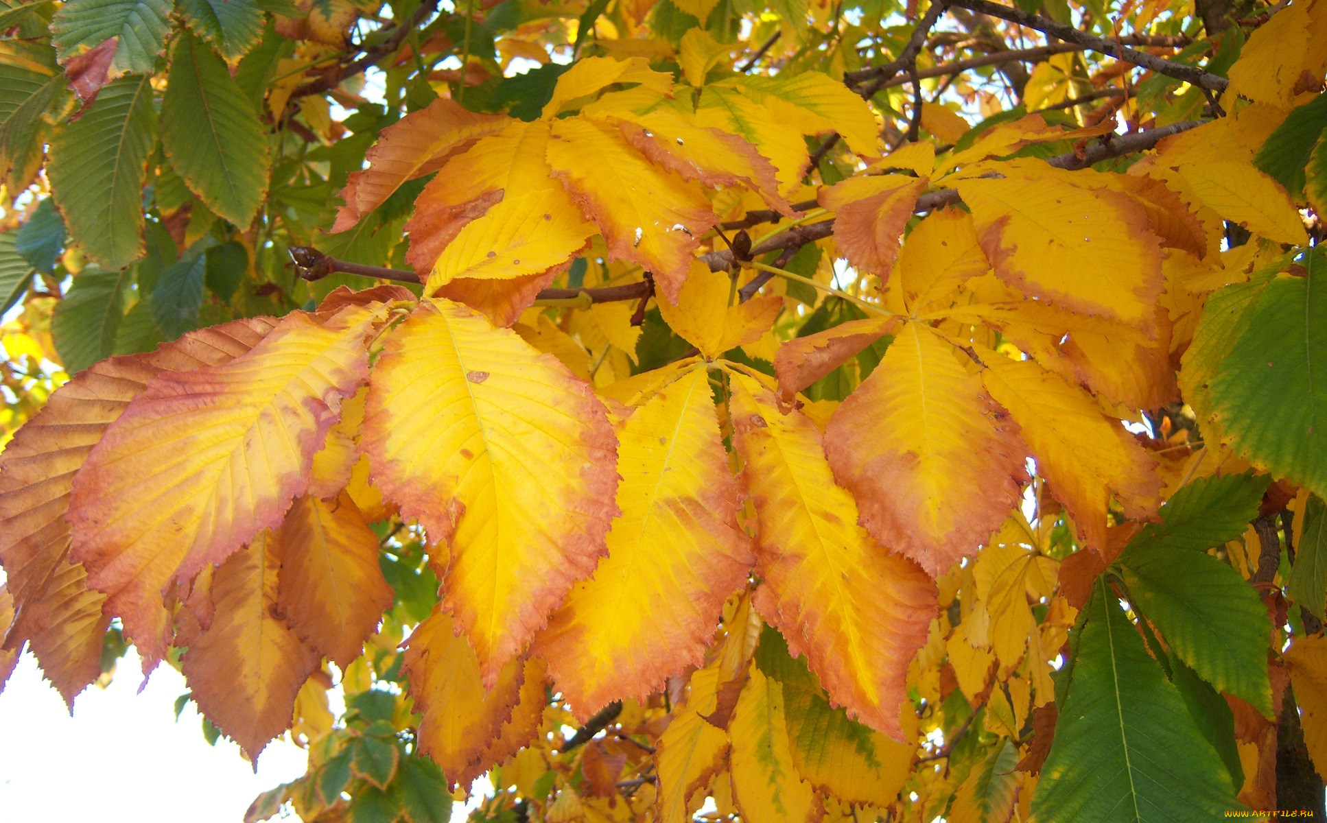 природа, листья, желто-зелёные, каштан, осень