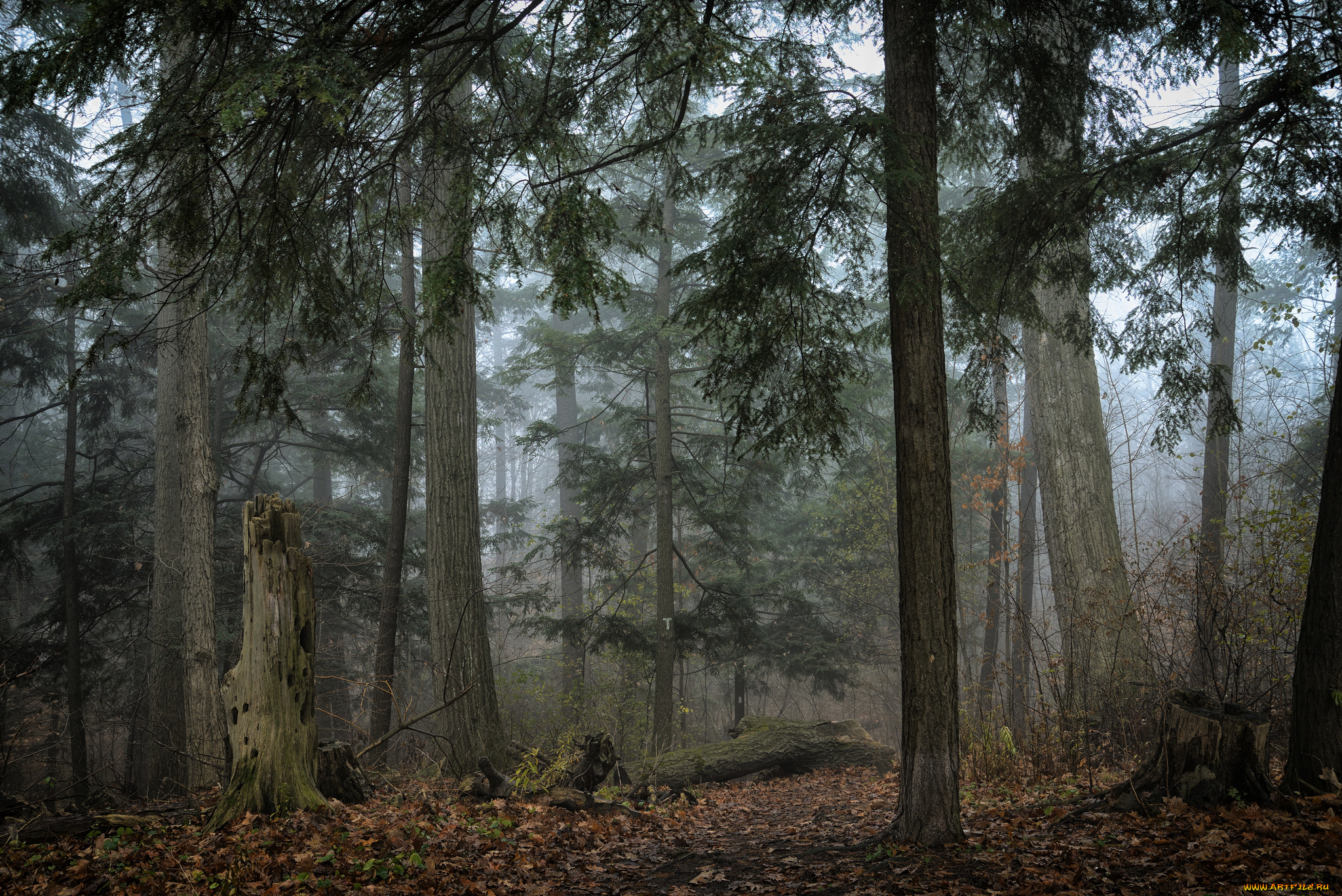 природа, лес, стволы, сумрак, туман