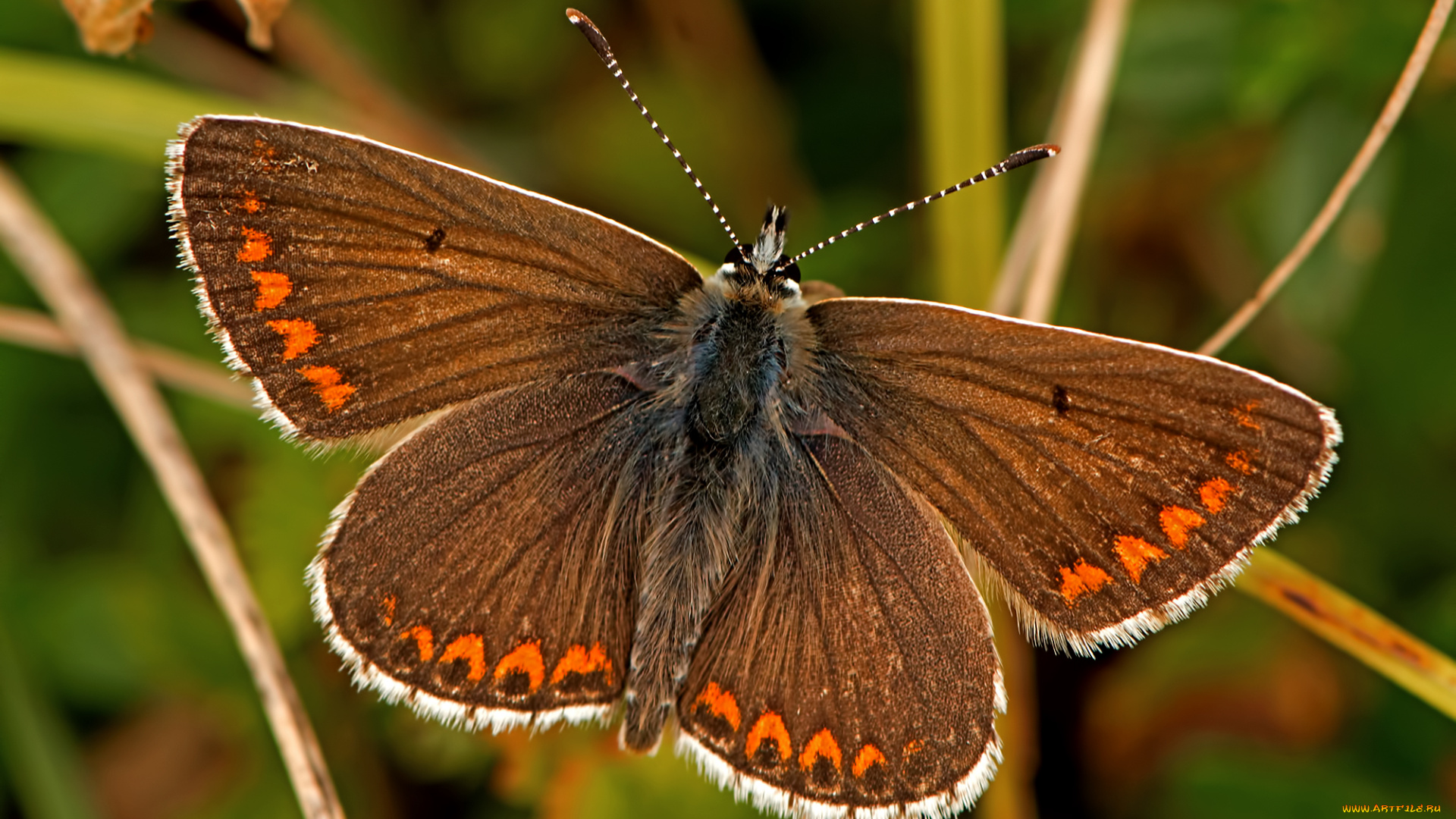 aricia, agestis, -, brown, argus, животные, бабочки, , мотыльки, , моли, бабочка