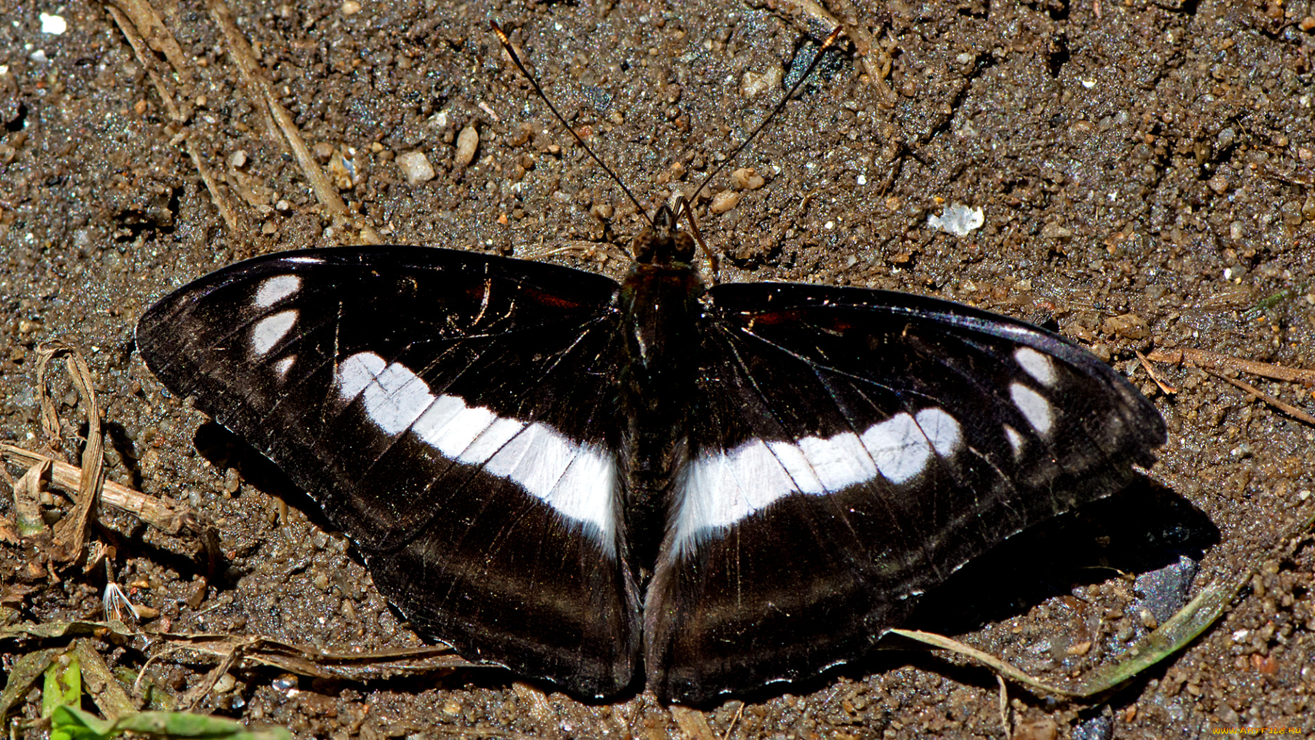 athyma, selenophora, -, staff, sergeant, животные, бабочки, , мотыльки, , моли, бабочка
