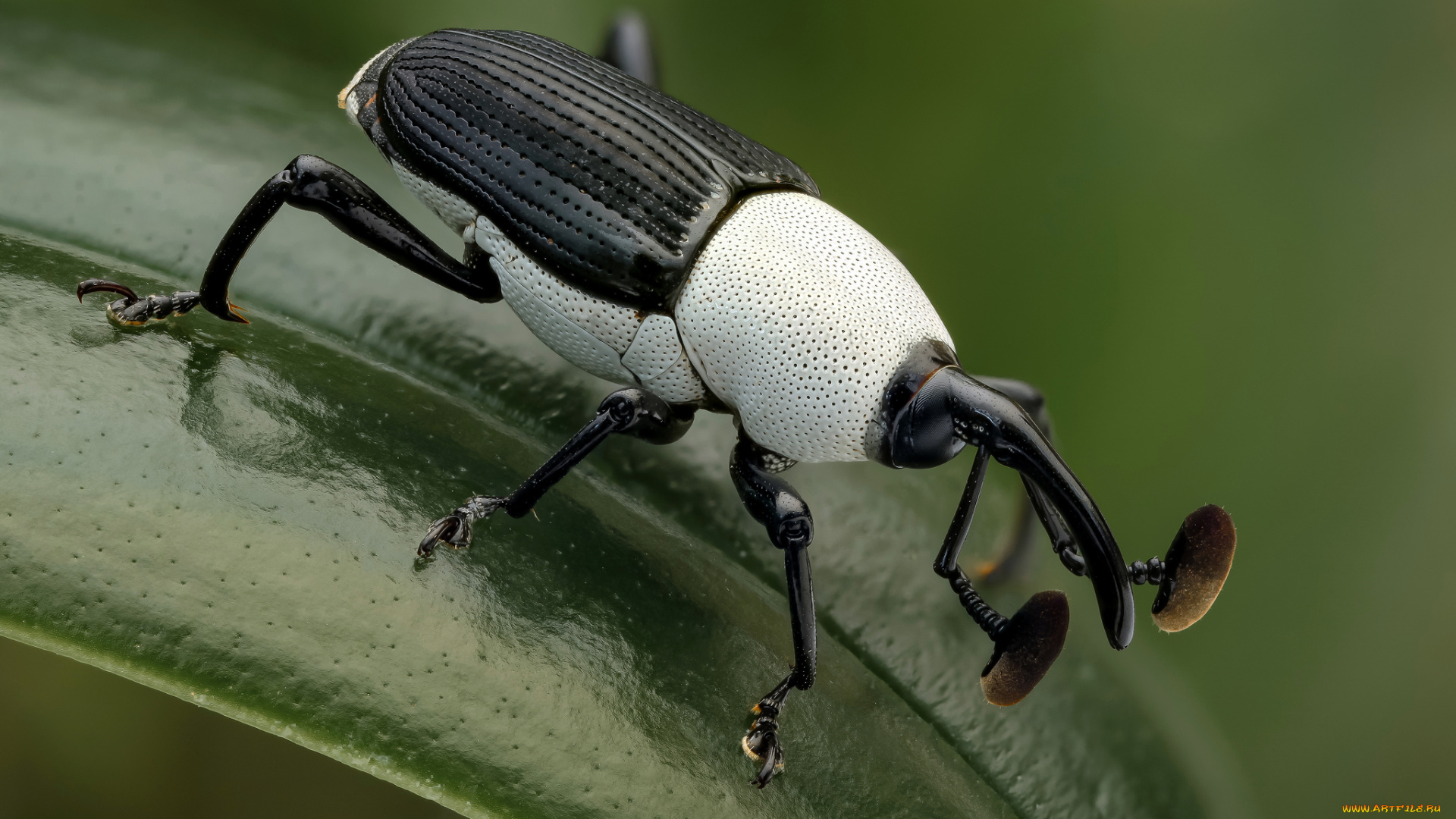 black, &, white, weevil, животные, насекомые, жучок