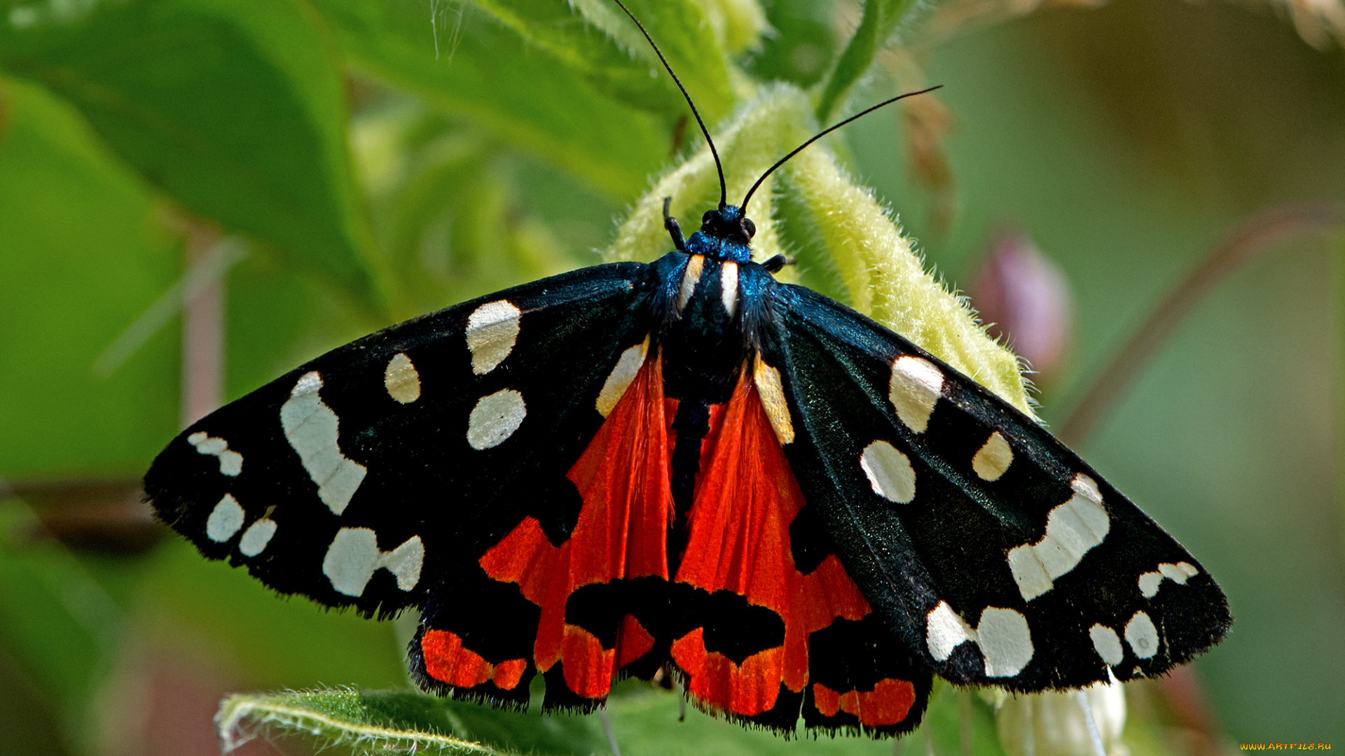 callimorpha, dominula, -, scarlet, tiger, moth, животные, бабочки, , мотыльки, , моли, бабочка