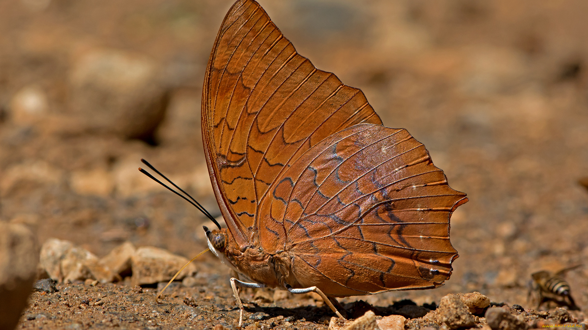 charaxes, marmax, -, yellow, rajah, животные, бабочки, , мотыльки, , моли, бабочка