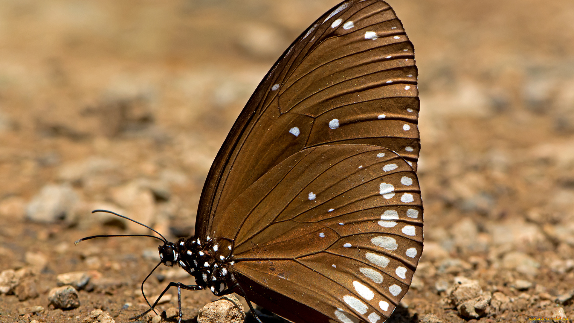 euploea, core, -, common, indian, crow, животные, бабочки, , мотыльки, , моли, бабочка