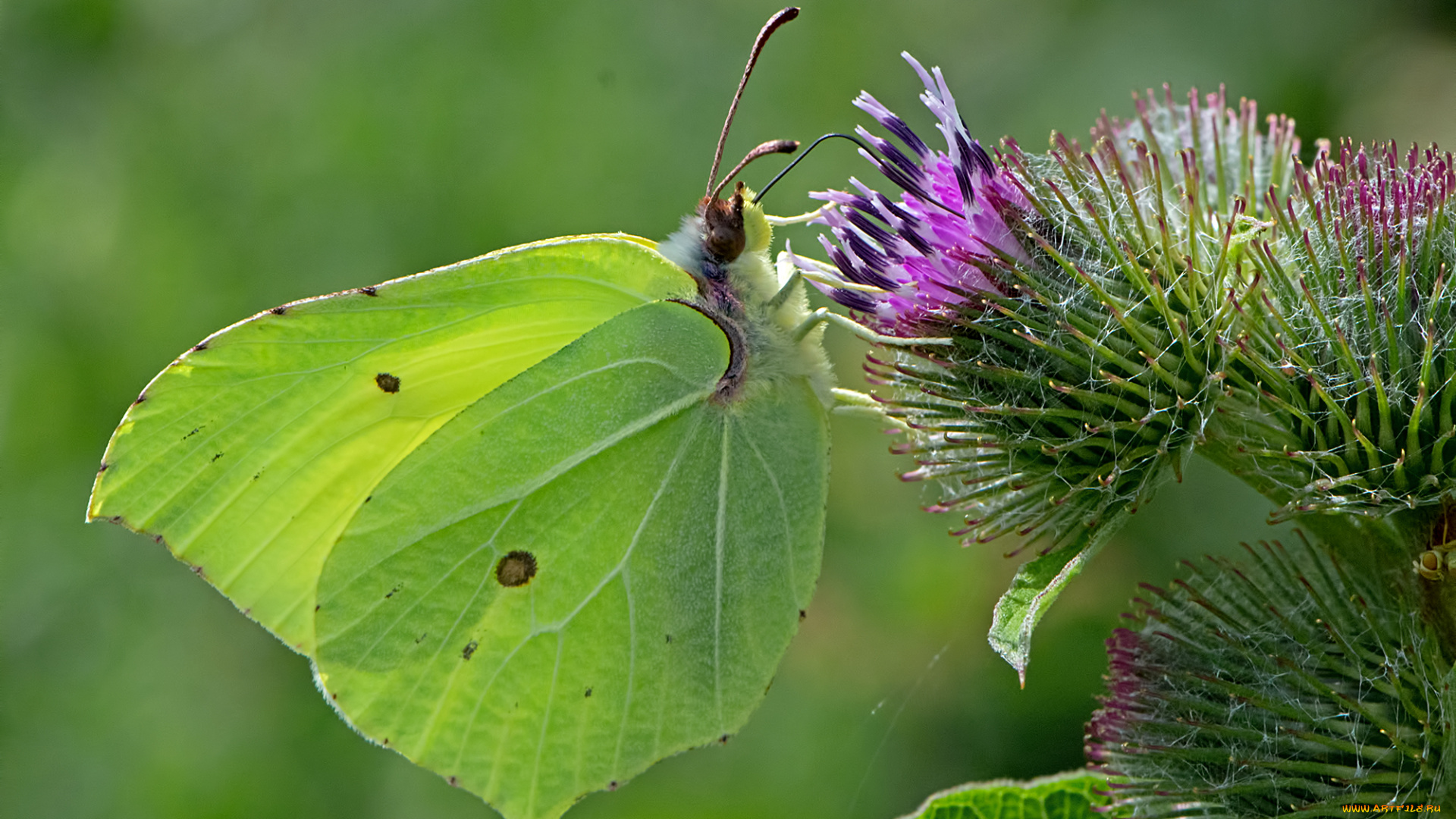 gonepteryx, rhamni, -, the, brimstone, животные, бабочки, , мотыльки, , моли, бабочка