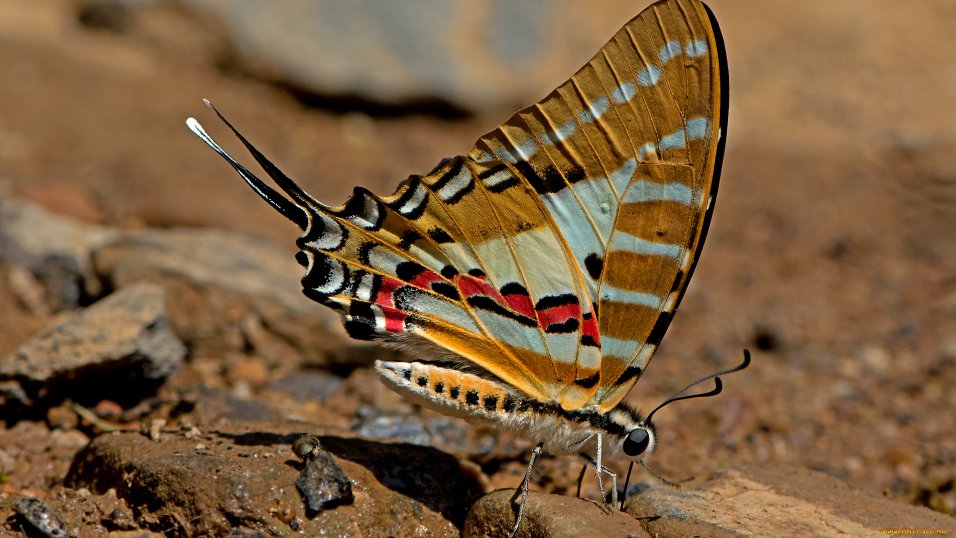 graphium, nomius, -, spot, swordtail, животные, бабочки, , мотыльки, , моли, бабочка