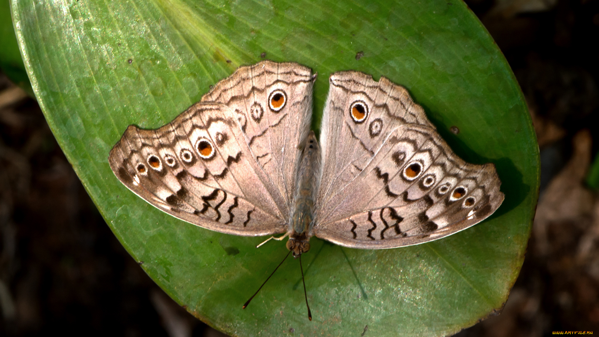 junonia, atlites, -, grey, pansy, животные, бабочки, , мотыльки, , моли, бабочка