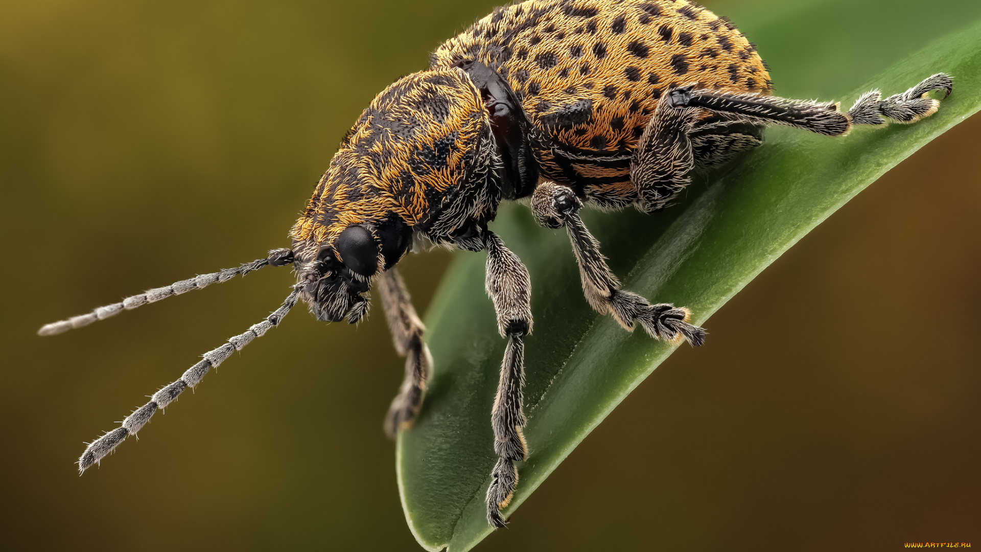 leopard, chrysomelid, животные, насекомые, жучок