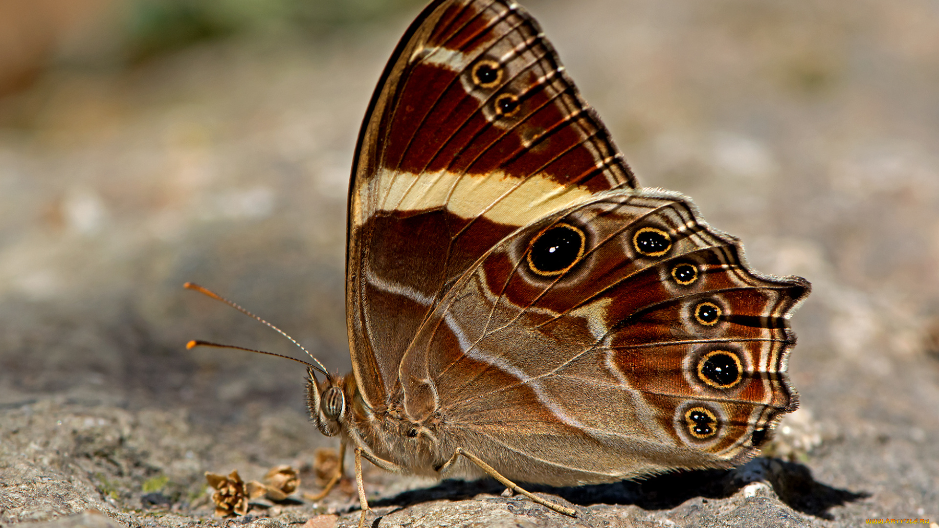 lethe, confusa, -, banded, treebrown, животные, бабочки, , мотыльки, , моли, бабочка