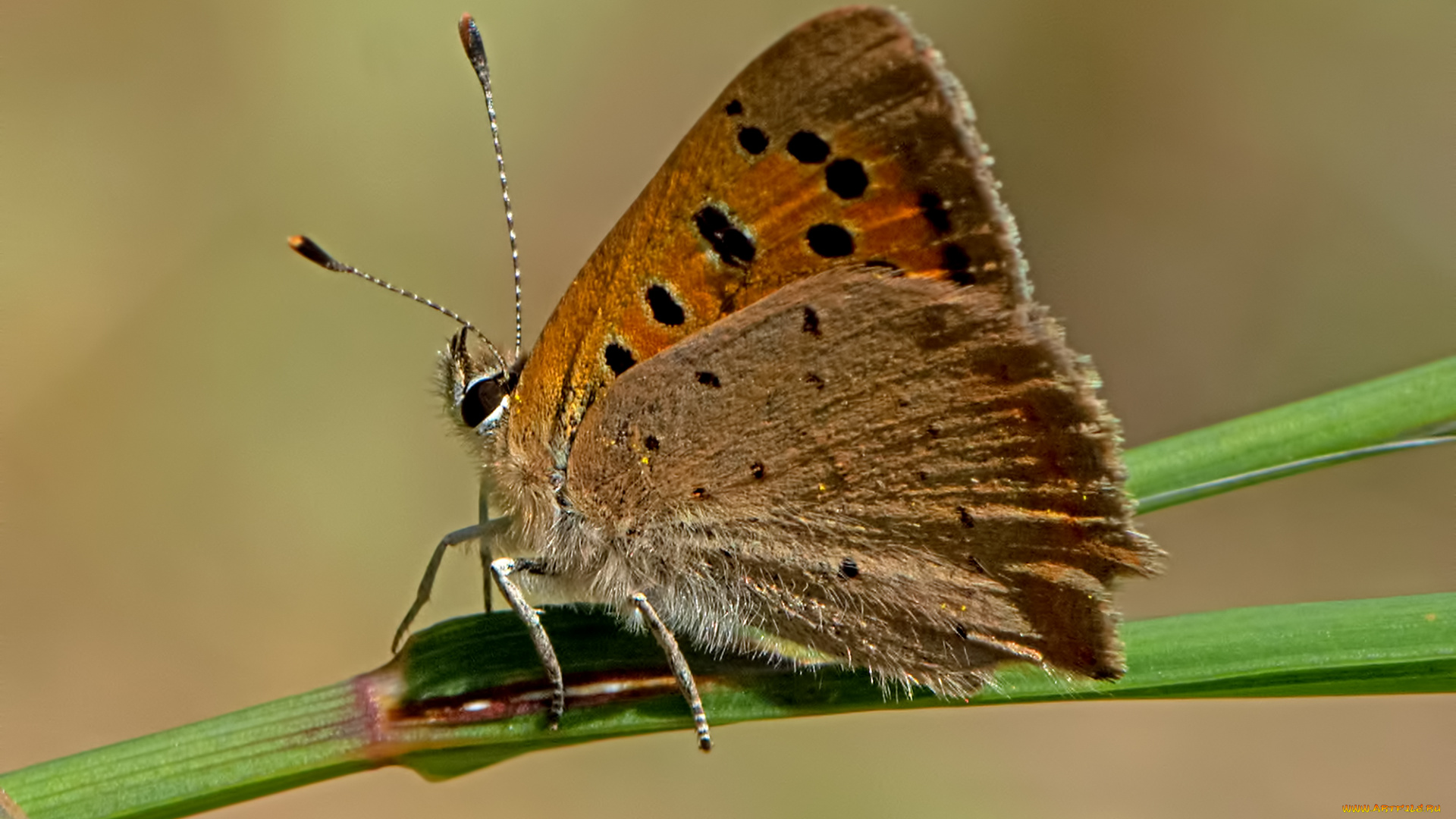 lycaena, phlaeas, -, small, copper, животные, бабочки, , мотыльки, , моли, бабочка