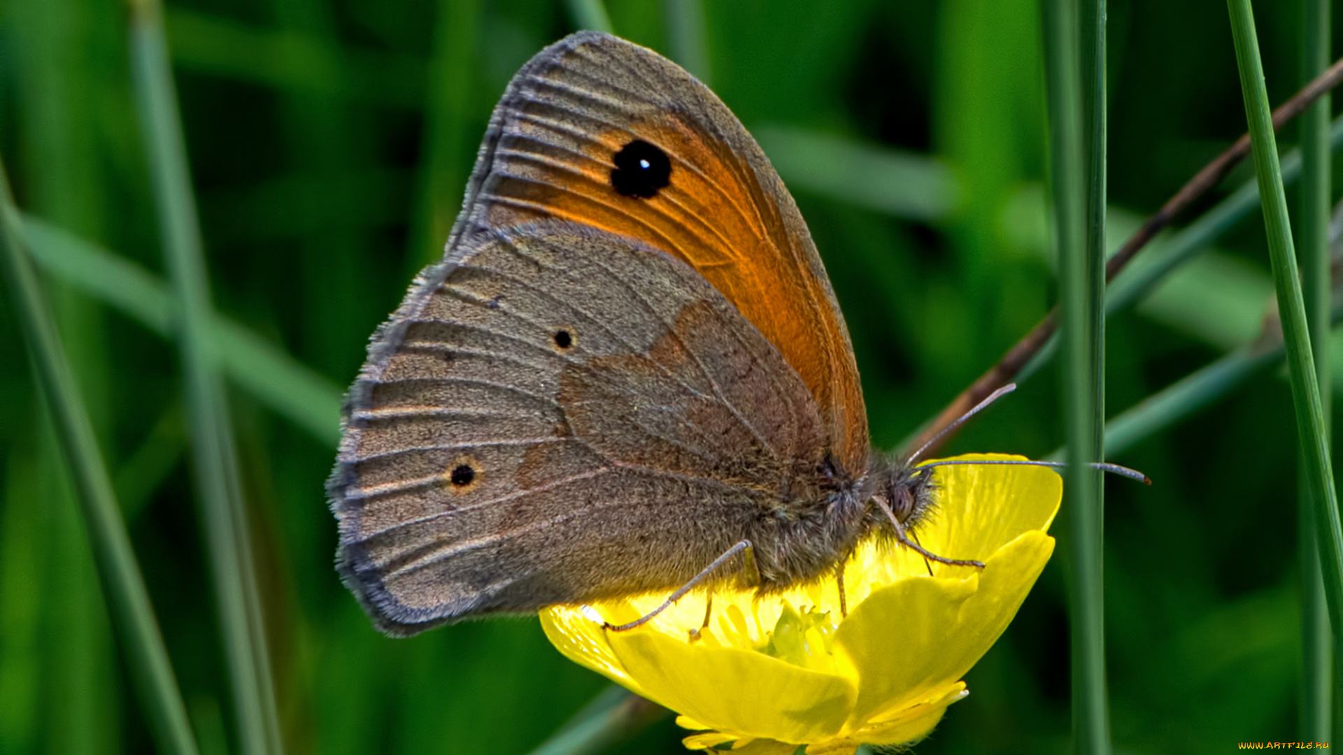 maniola, jurtina, -, meadow, brown, животные, бабочки, , мотыльки, , моли, бабочка