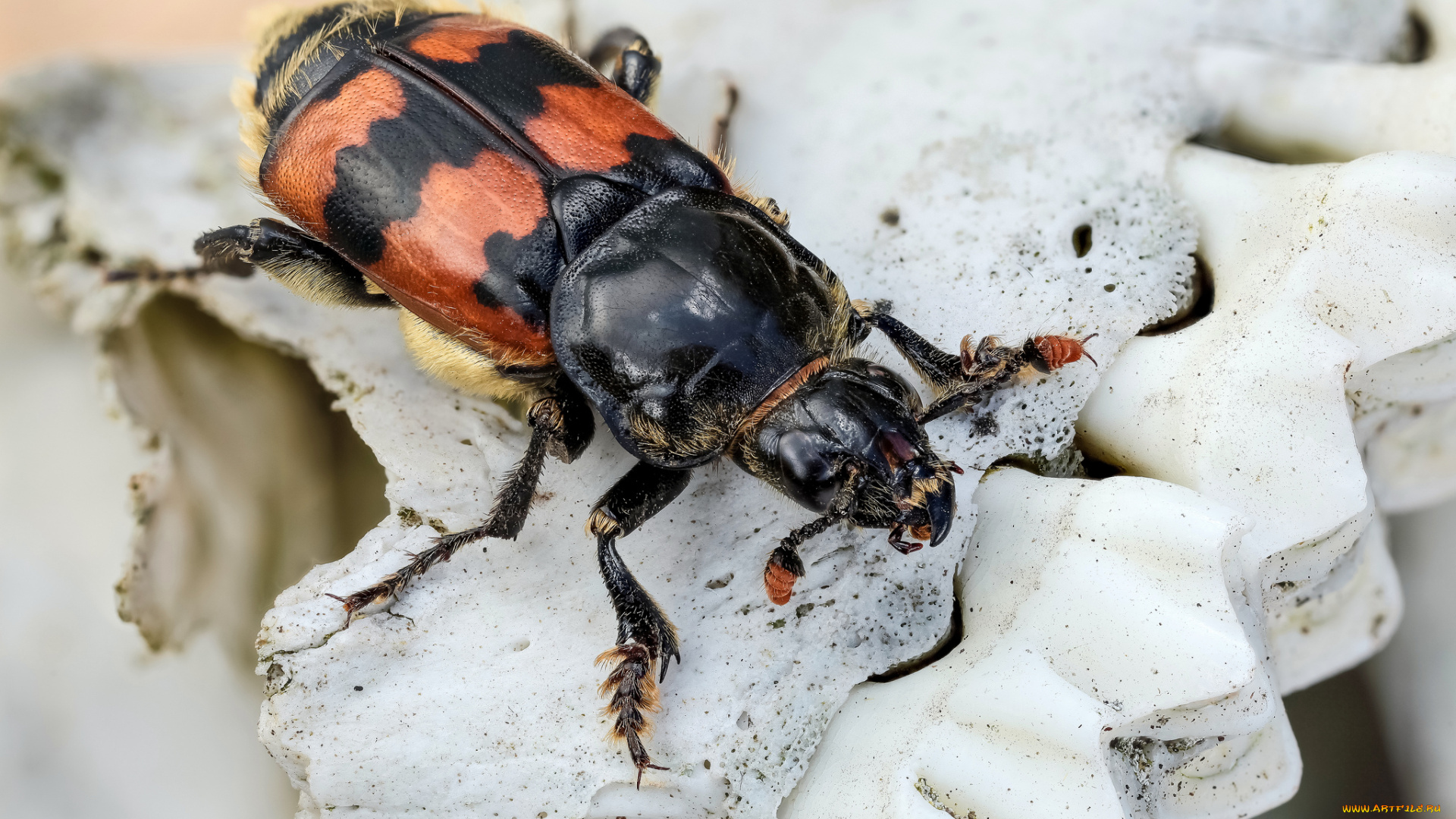 nicrophorus, vespillo, животные, насекомые, жучок