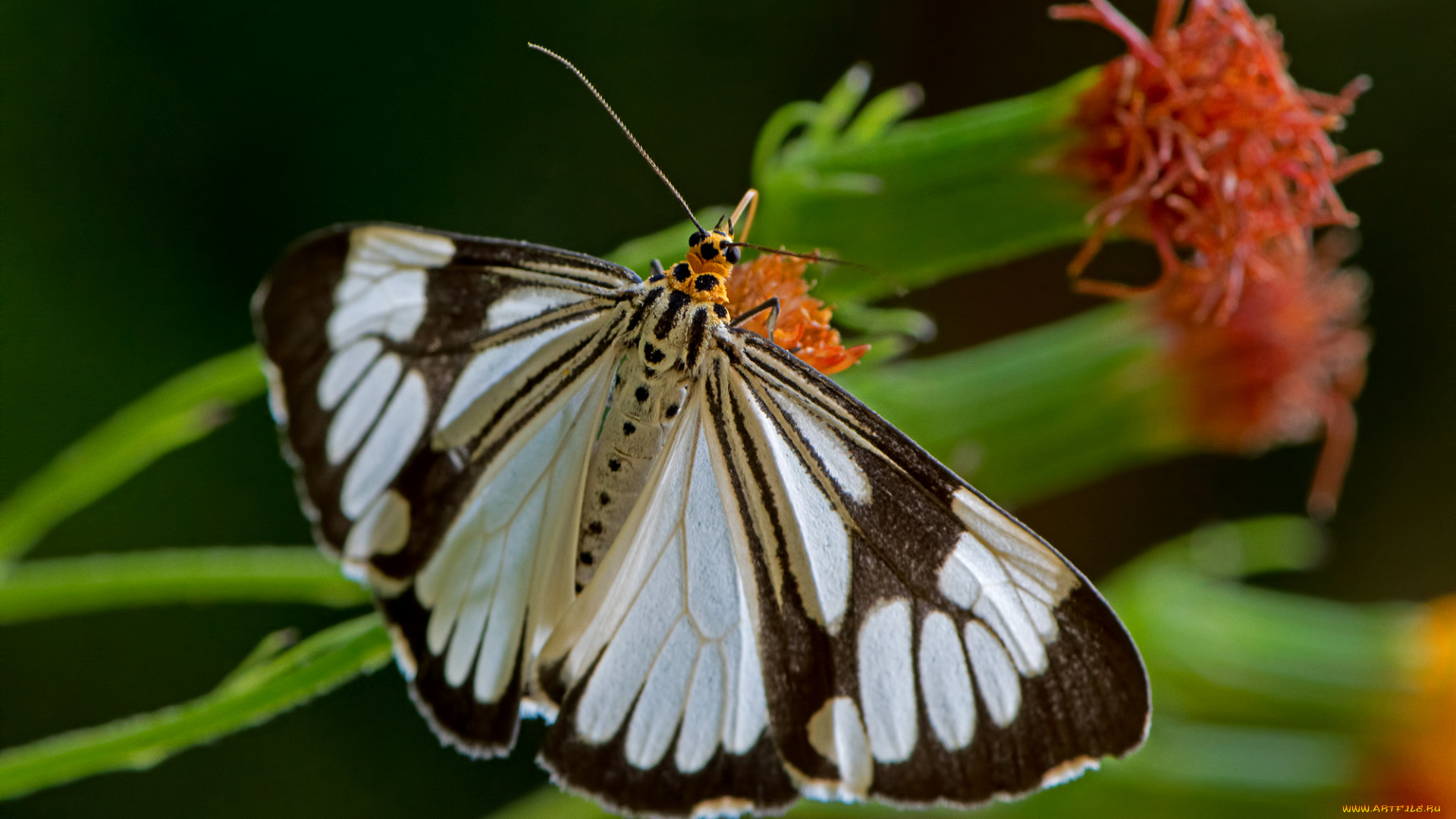 nyctemera, coleta, -, marbled, white, moth, животные, бабочки, , мотыльки, , моли, бабочка