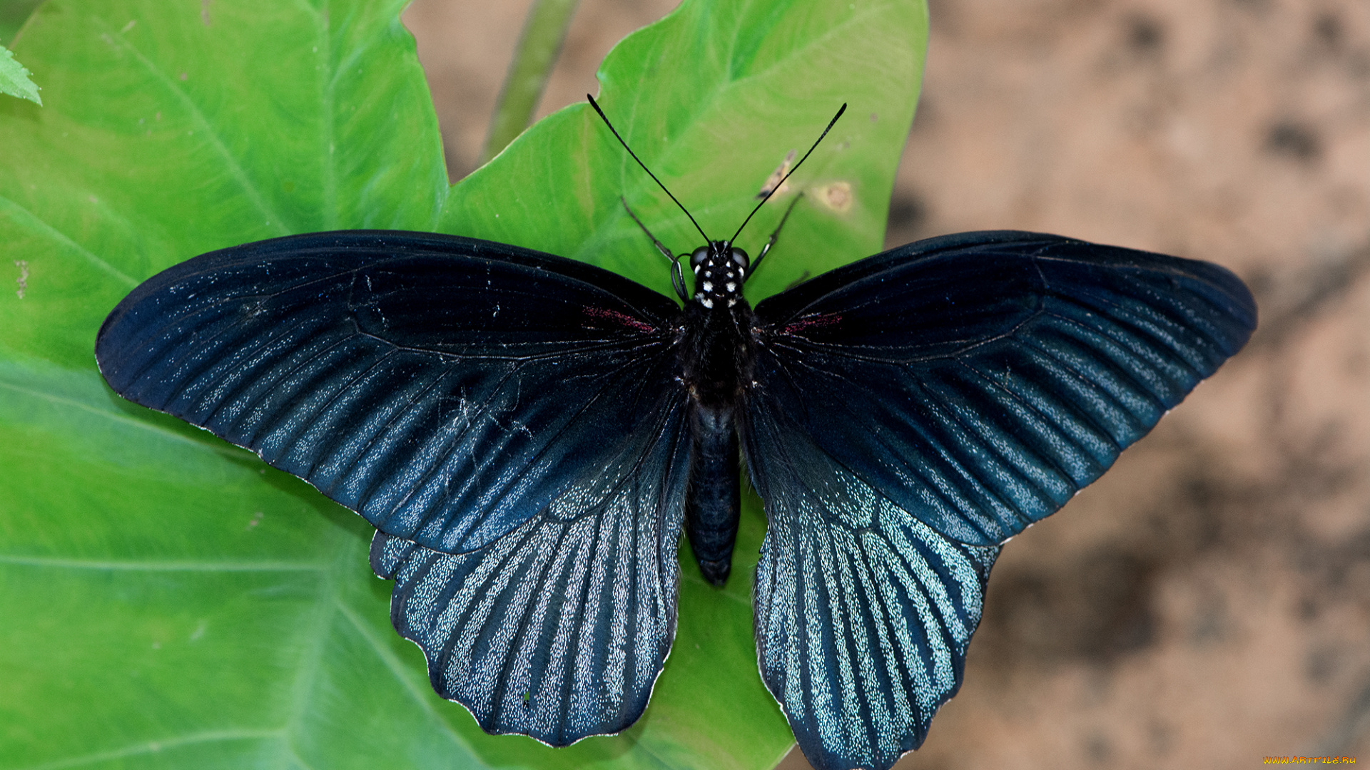 papilio, memnon, -, great, mormon, животные, бабочки, , мотыльки, , моли, бабочка