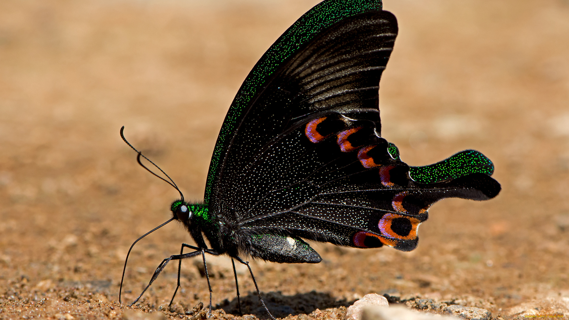 papilio, paris, -, paris, peacock, животные, бабочки, , мотыльки, , моли, бабочка