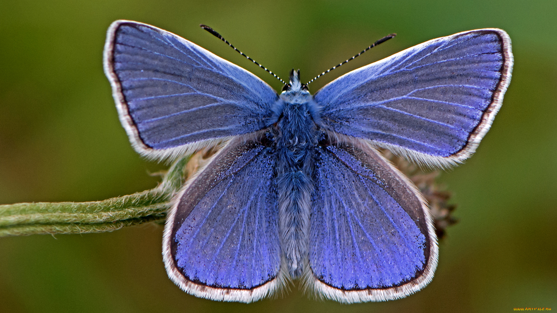 polyommatus, icarus, -, common, blue, животные, бабочки, , мотыльки, , моли, бабочка
