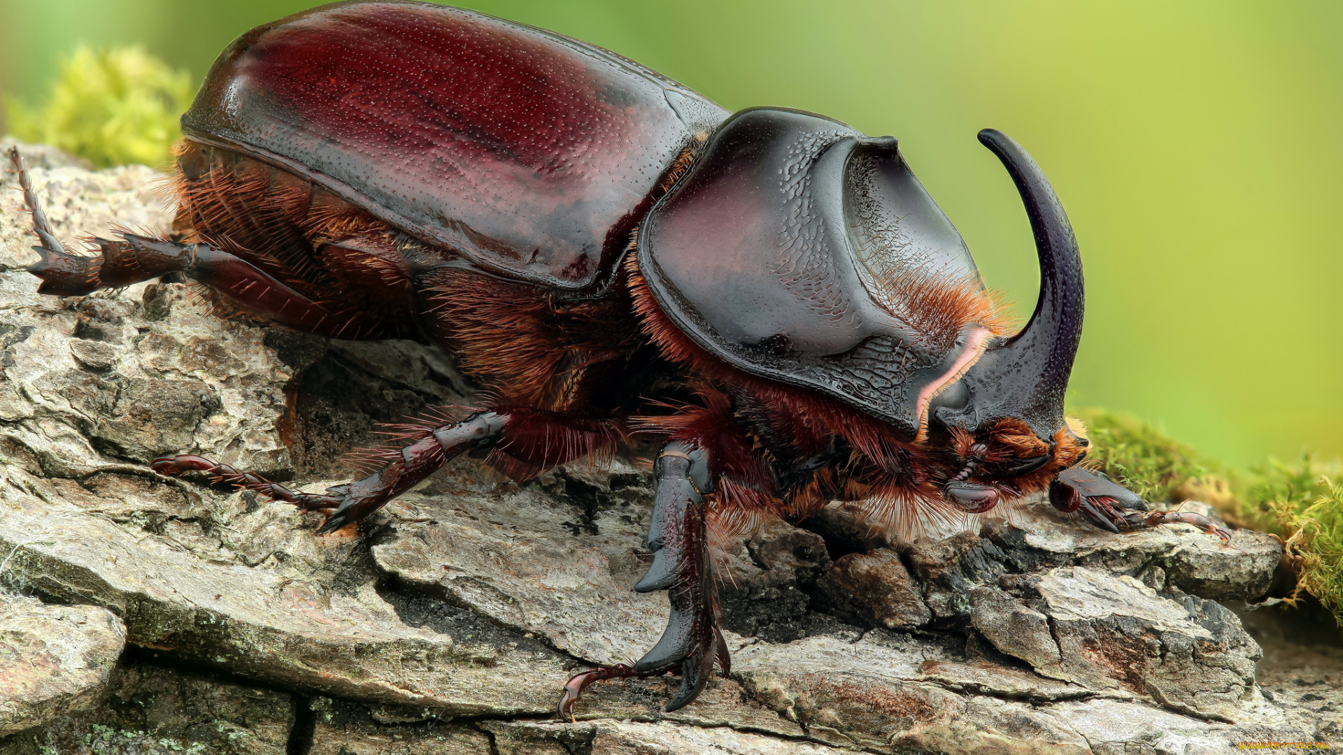 rhinoceros, beetle, -, neushoornkever, животные, насекомые, жук