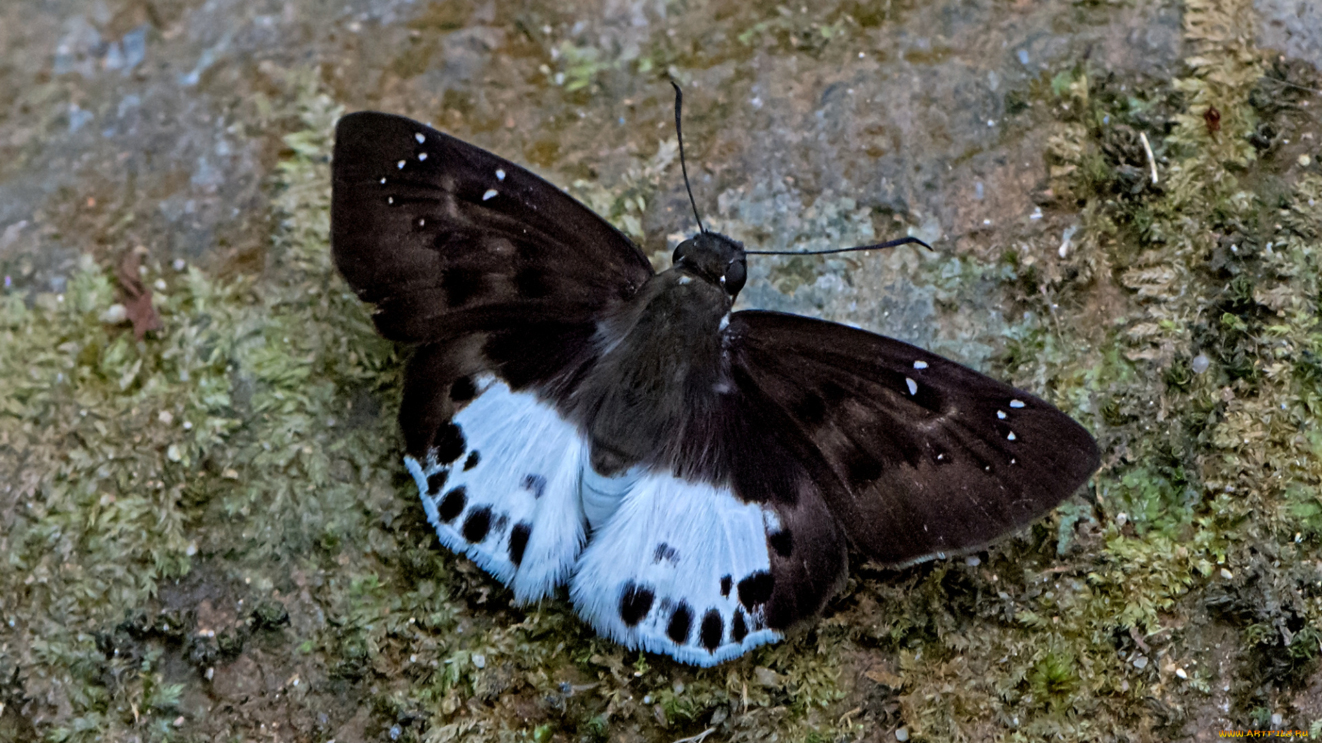 symbrenthia, lilaea, -, common, jester, животные, бабочки, , мотыльки, , моли, бабочка