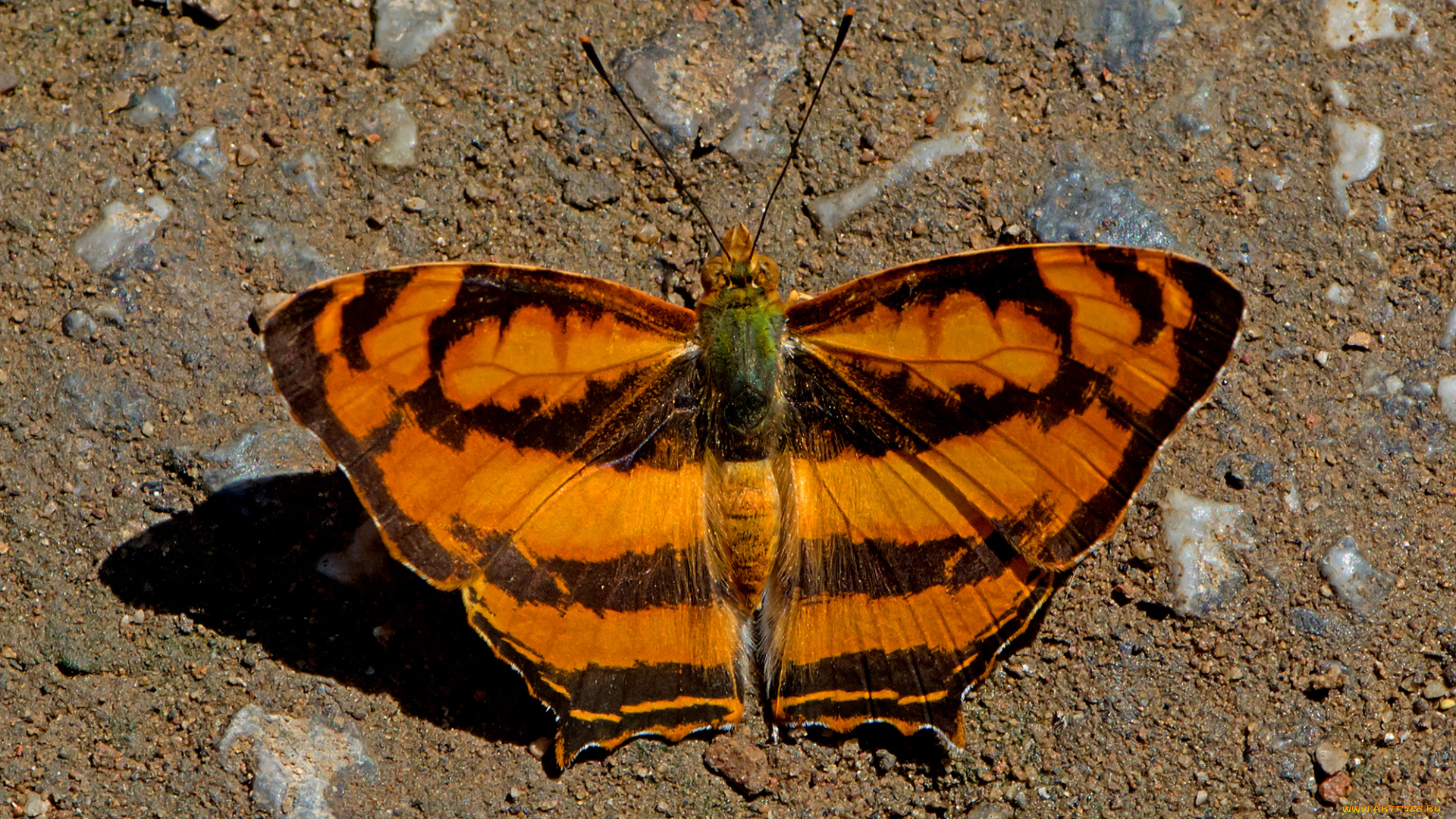 symbrenthia, lilaea, -, common, jester, животные, бабочки, , мотыльки, , моли, бабочка