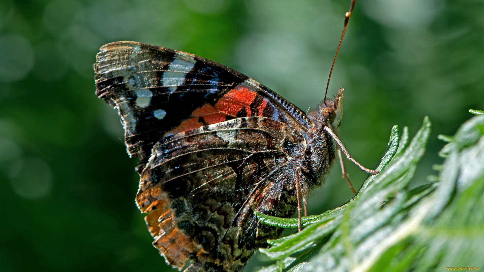 vanessa, atalanta, -, red, admiral, животные, бабочки, , мотыльки, , моли, бабочка