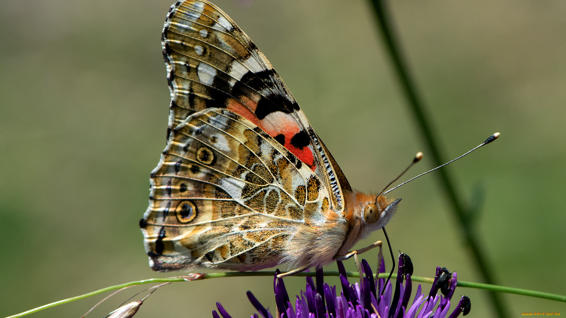 vanessa, cardui, -, painted, lady, животные, бабочки, , мотыльки, , моли, бабочка