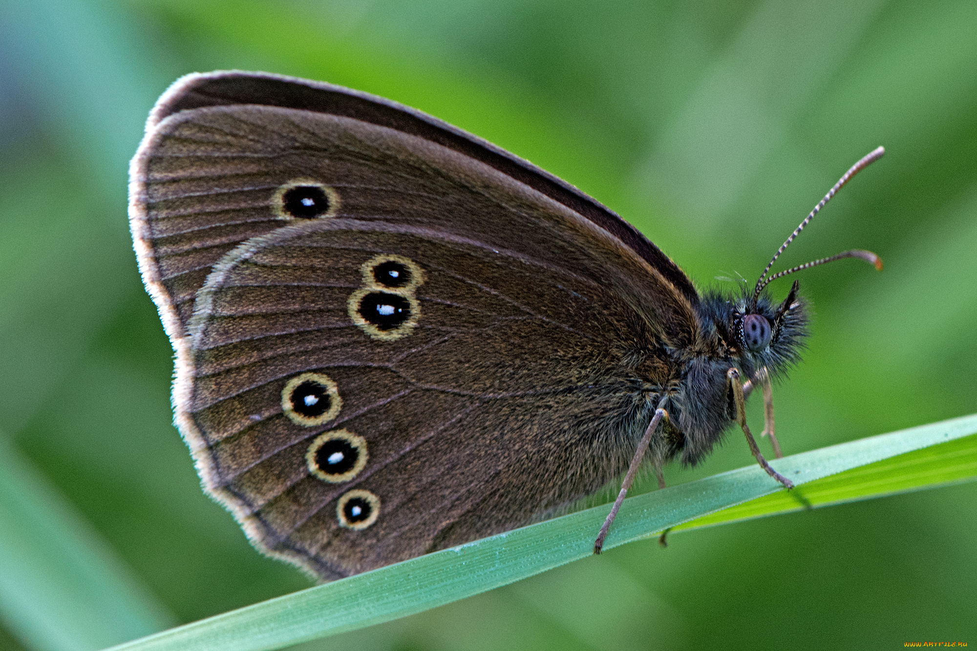 aphantopus, hyperantus, -, the, ringlet, животные, бабочки, , мотыльки, , моли, бабочка