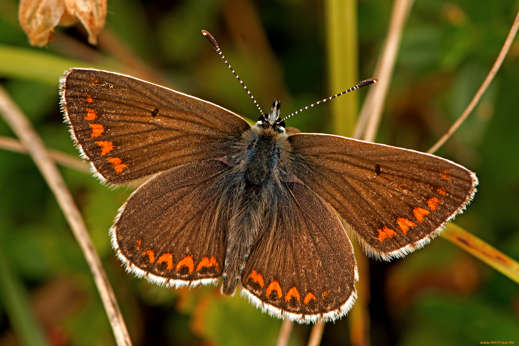 aricia, agestis, -, brown, argus, животные, бабочки, , мотыльки, , моли, бабочка