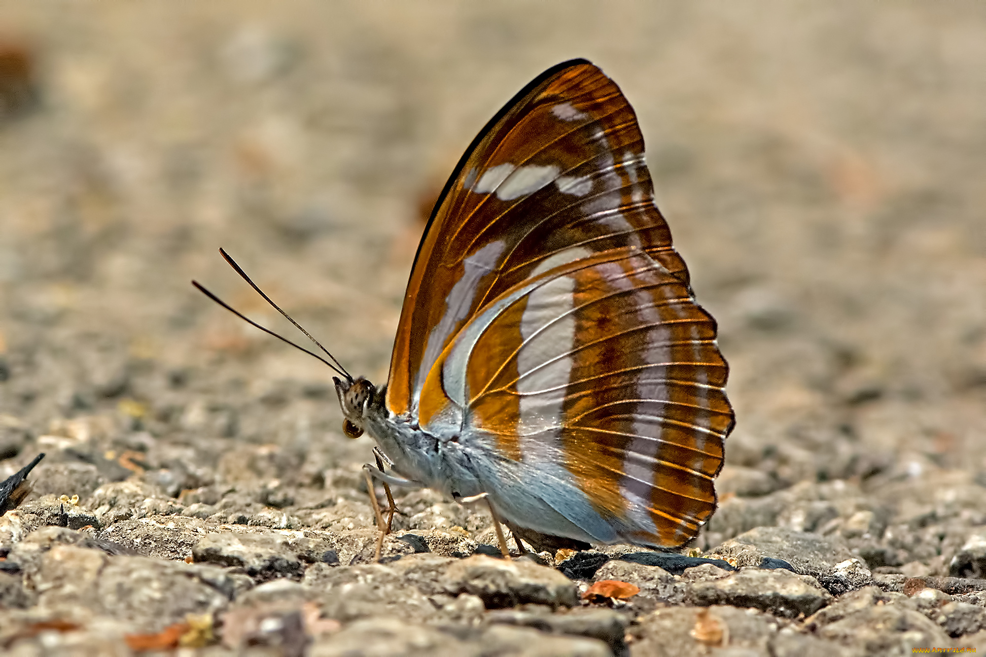 athyma, cama, -, orange, staff, sergeant, животные, бабочки, , мотыльки, , моли, бабочка