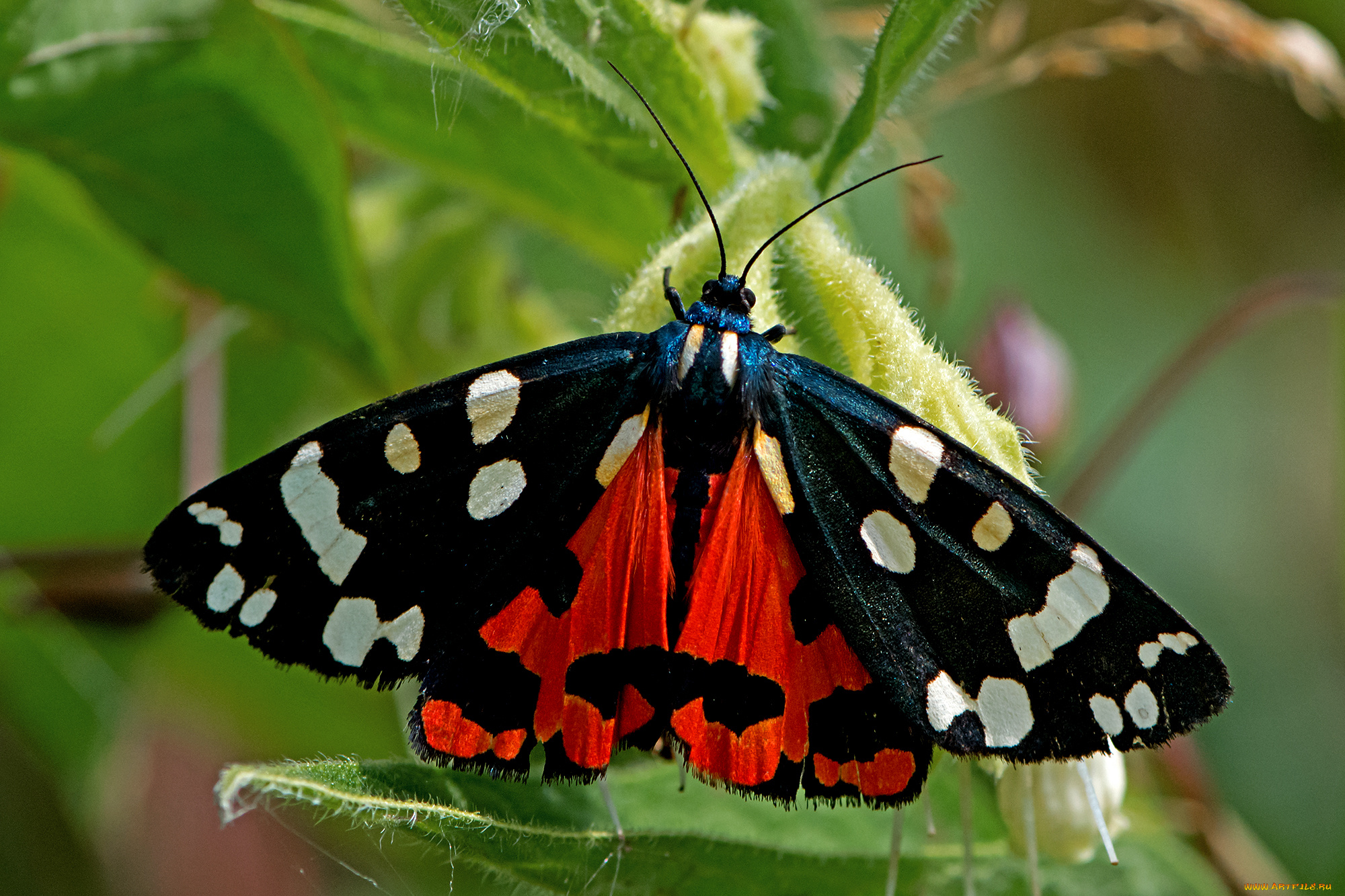 callimorpha, dominula, -, scarlet, tiger, moth, животные, бабочки, , мотыльки, , моли, бабочка