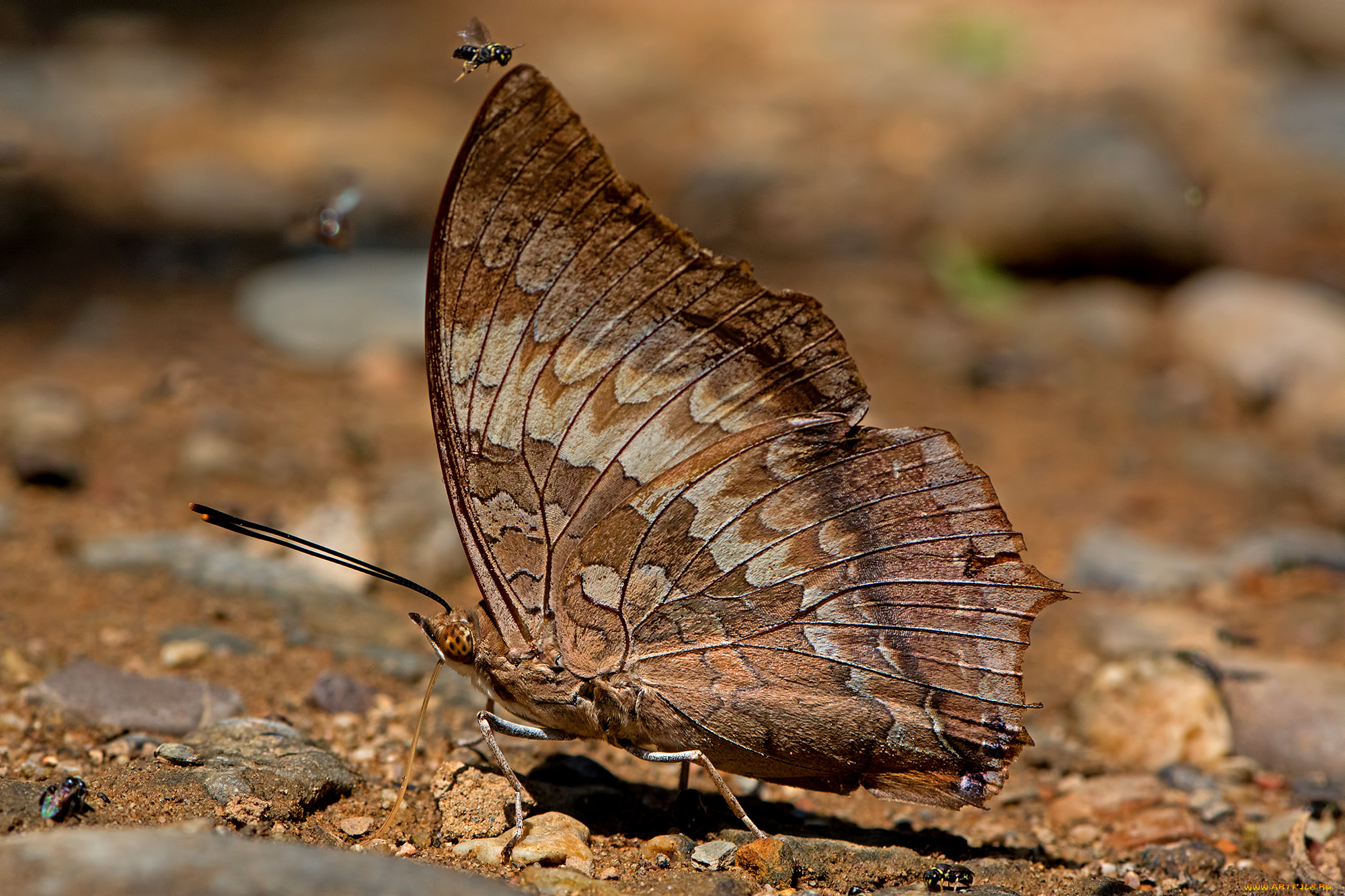 charaxes, bernardus, -, common, tawny, rajah, животные, бабочки, , мотыльки, , моли, бабочка