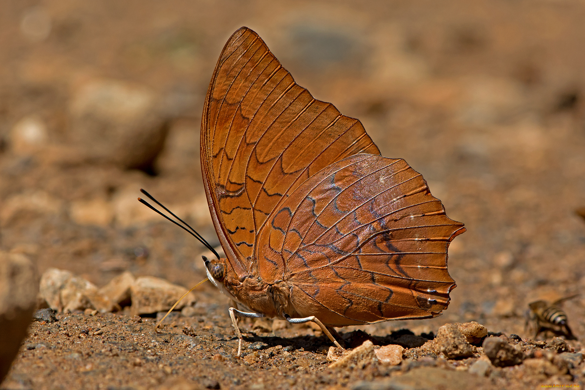 charaxes, marmax, -, yellow, rajah, животные, бабочки, , мотыльки, , моли, бабочка