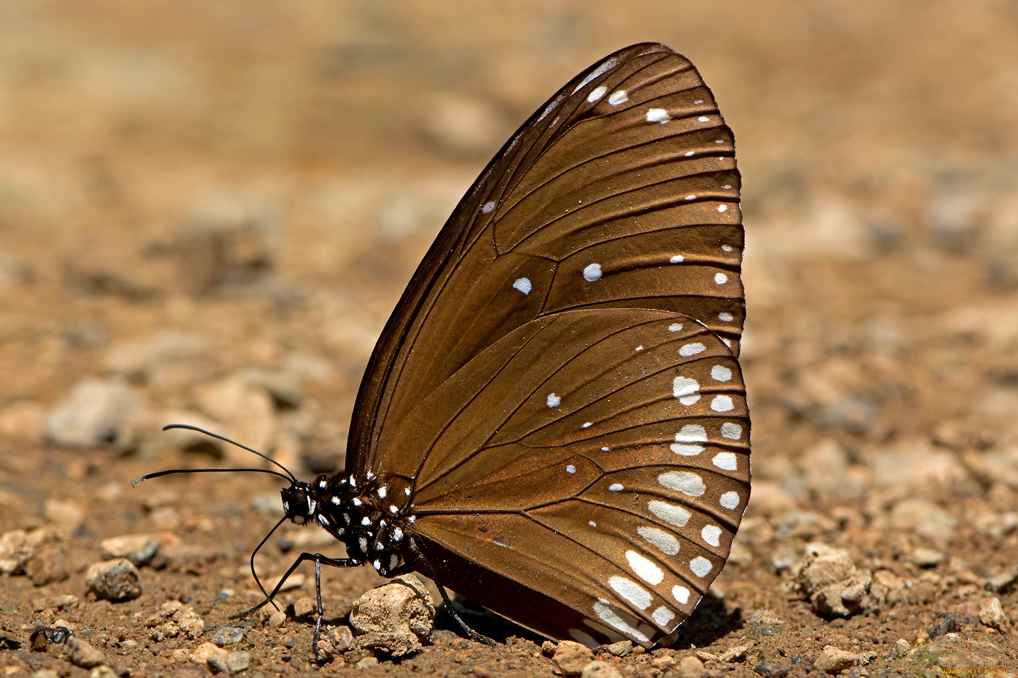 euploea, core, -, common, indian, crow, животные, бабочки, , мотыльки, , моли, бабочка