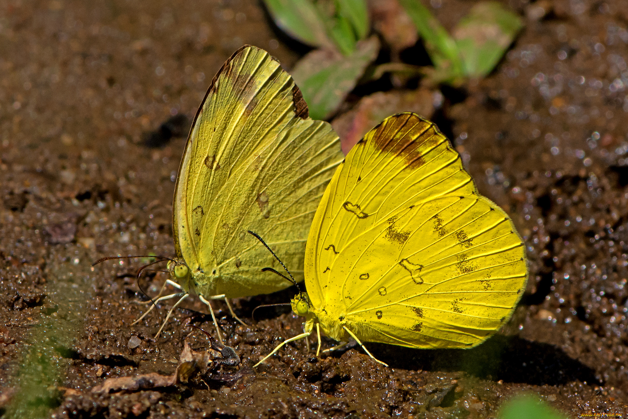 eurema, simulatrix, -, hill, grass, yellow, животные, бабочки, , мотыльки, , моли, бабочка