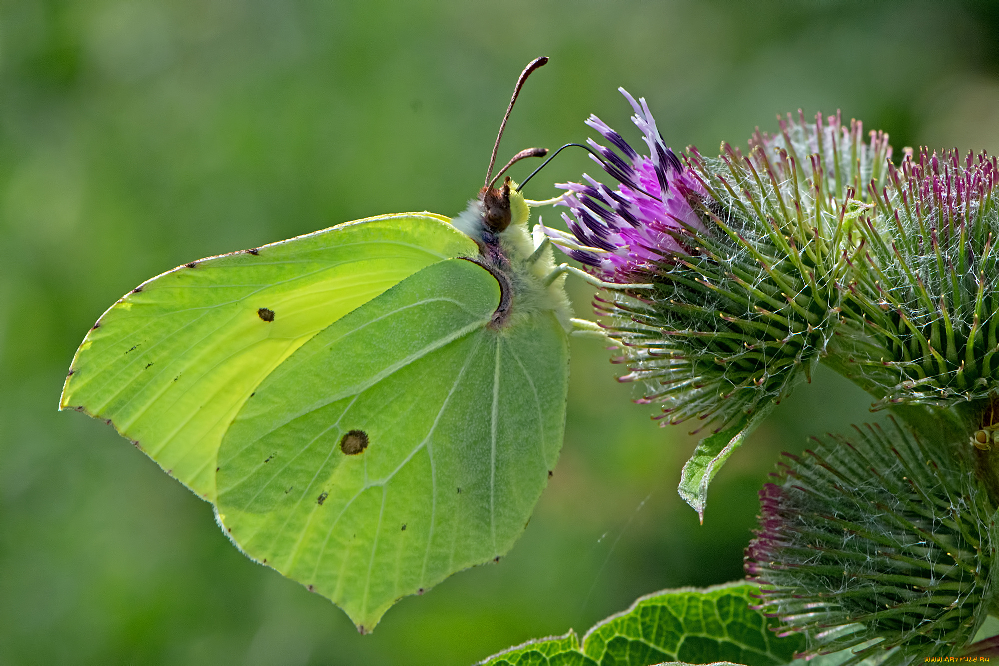 gonepteryx, rhamni, -, the, brimstone, животные, бабочки, , мотыльки, , моли, бабочка