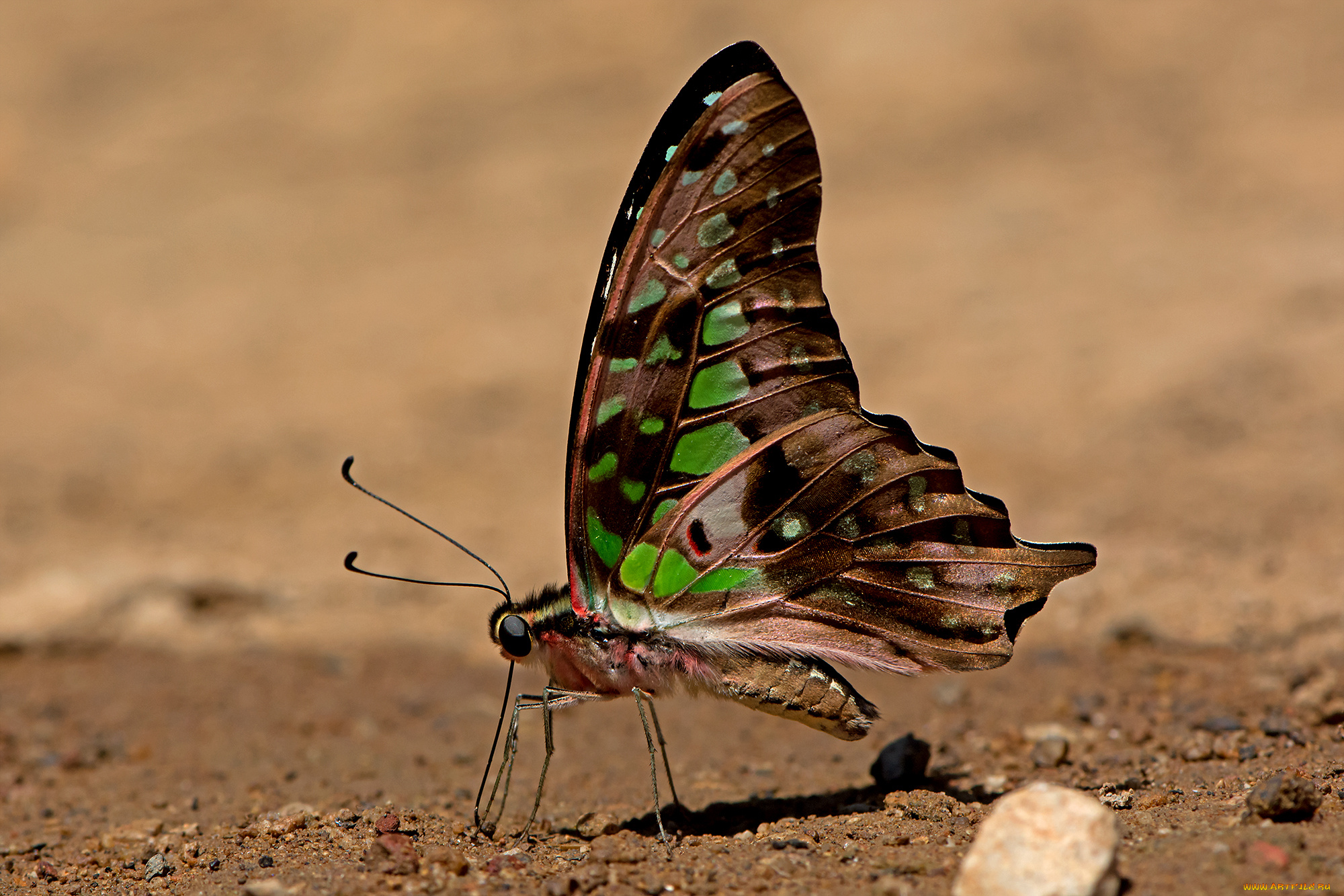 graphium, agamemnon, -, tailed, jay, животные, бабочки, , мотыльки, , моли, бабочка