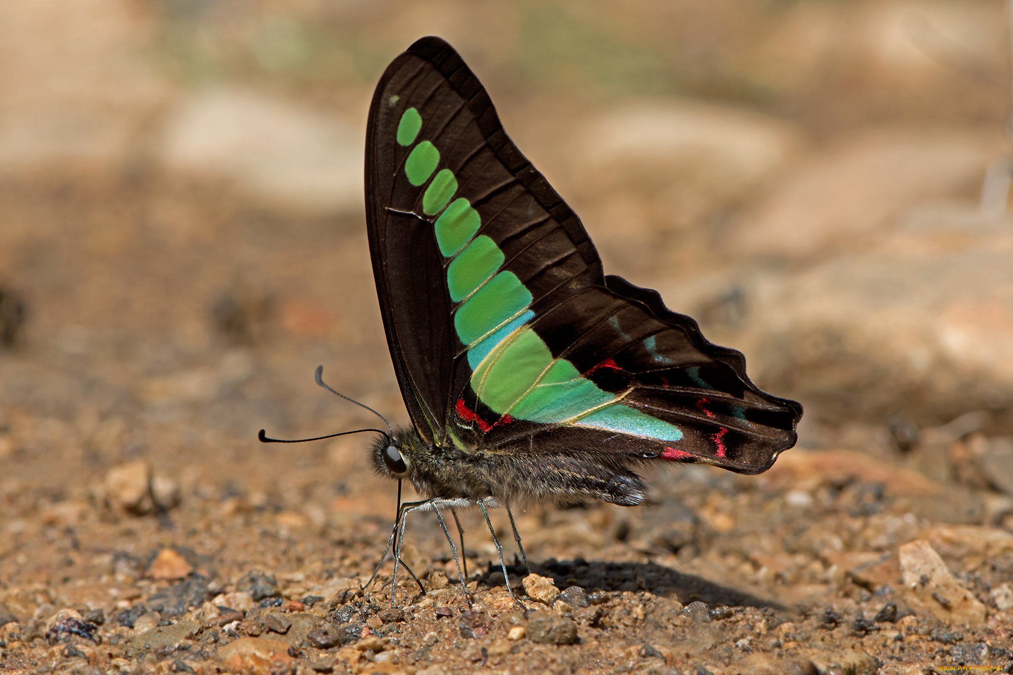 graphium, sarpedon, -, common, bluebottle, животные, бабочки, , мотыльки, , моли, бабочка