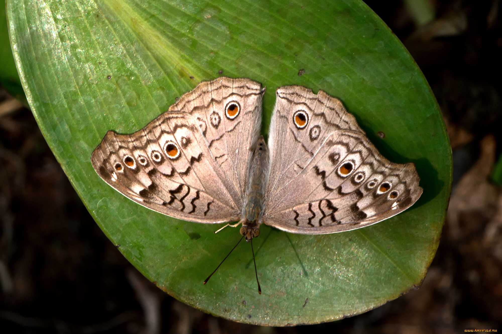 junonia, atlites, -, grey, pansy, животные, бабочки, , мотыльки, , моли, бабочка