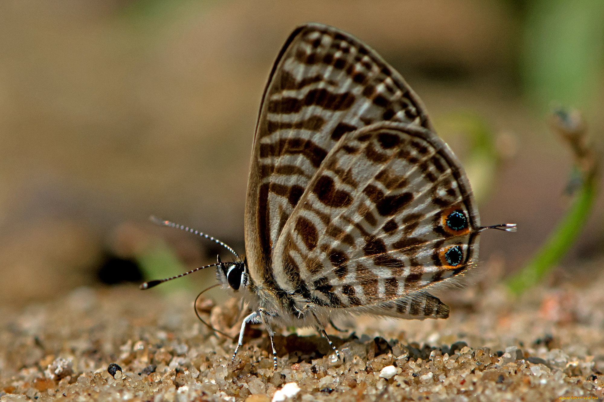 leptotes, plinius, -, zebra, blue, животные, бабочки, , мотыльки, , моли, бабочка