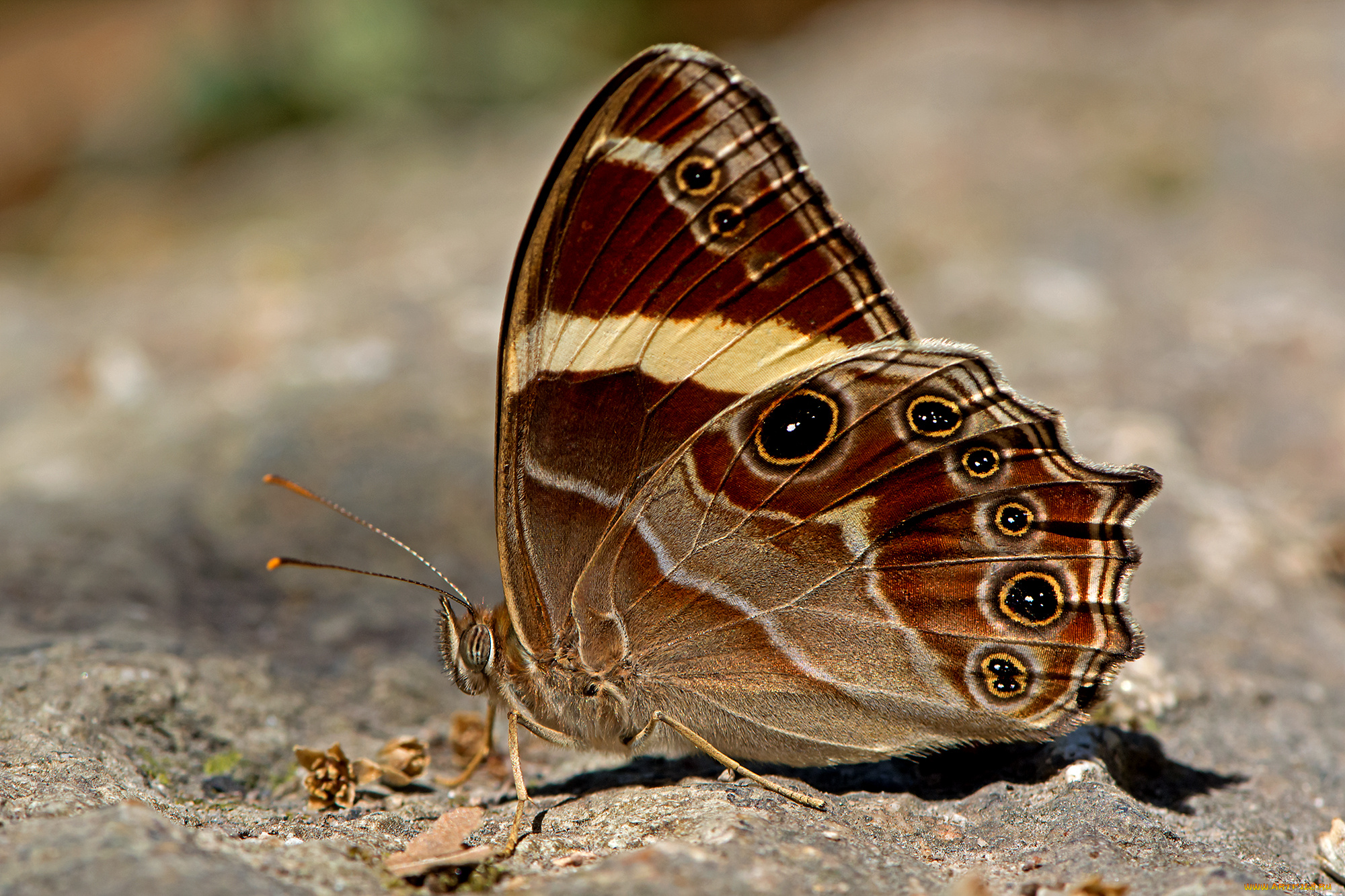 lethe, confusa, -, banded, treebrown, животные, бабочки, , мотыльки, , моли, бабочка