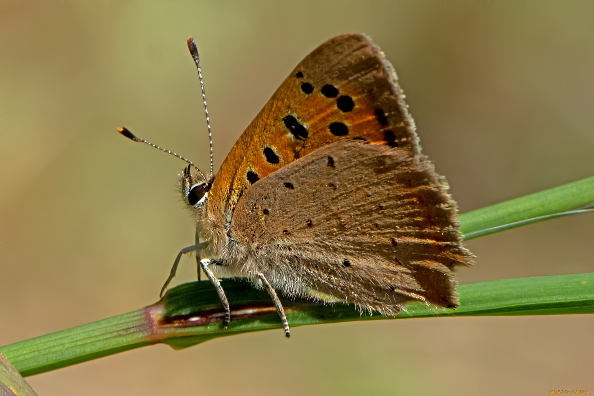 lycaena, phlaeas, -, small, copper, животные, бабочки, , мотыльки, , моли, бабочка
