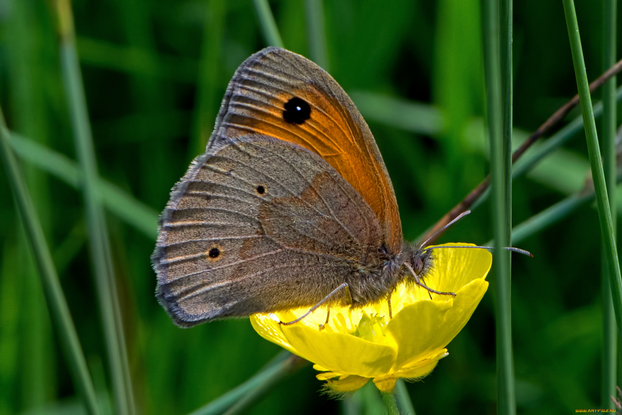 maniola, jurtina, -, meadow, brown, животные, бабочки, , мотыльки, , моли, бабочка