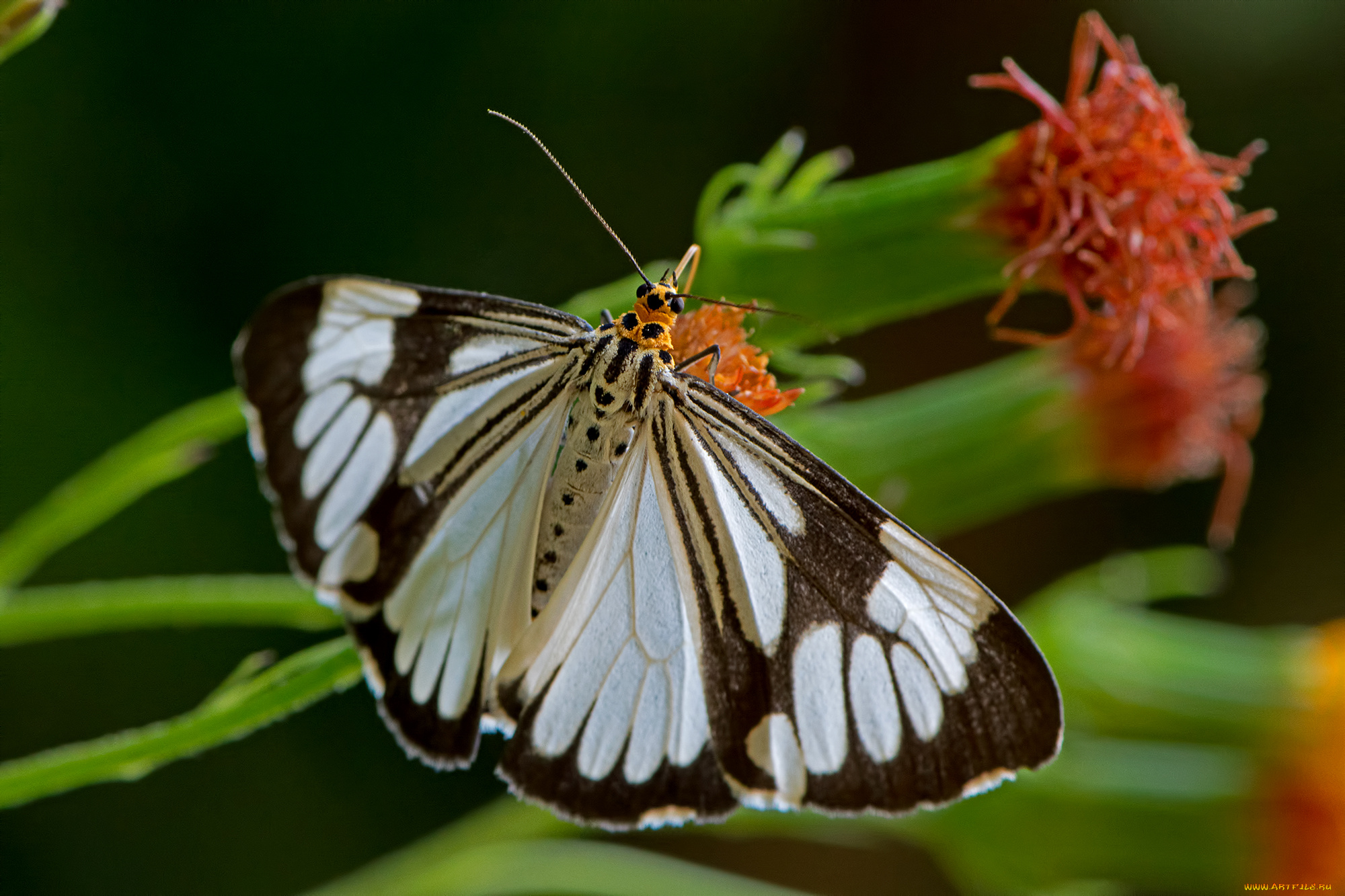 nyctemera, coleta, -, marbled, white, moth, животные, бабочки, , мотыльки, , моли, бабочка