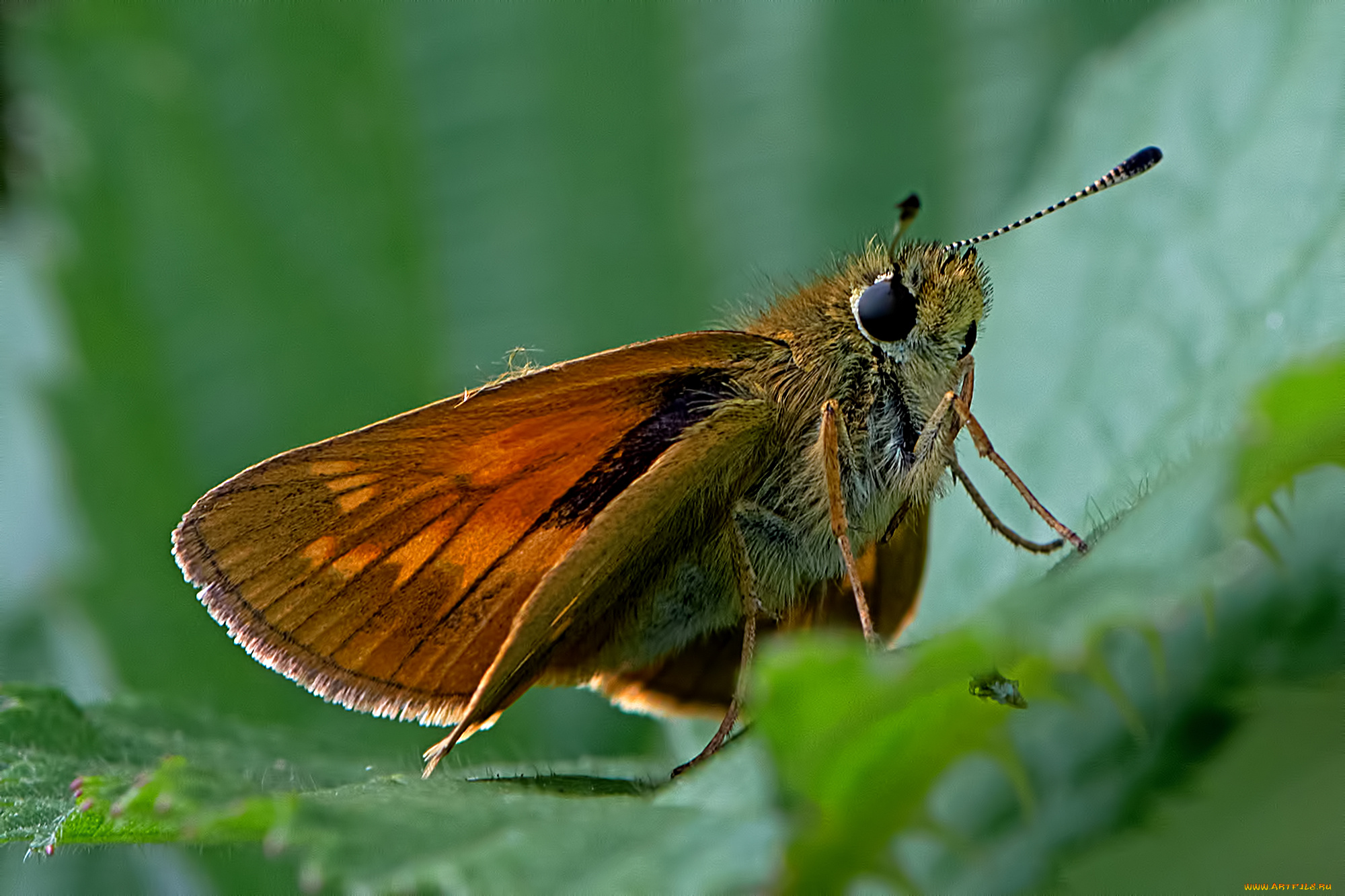 ochlodes, venata, -, large, skipper, животные, бабочки, , мотыльки, , моли, бабочка