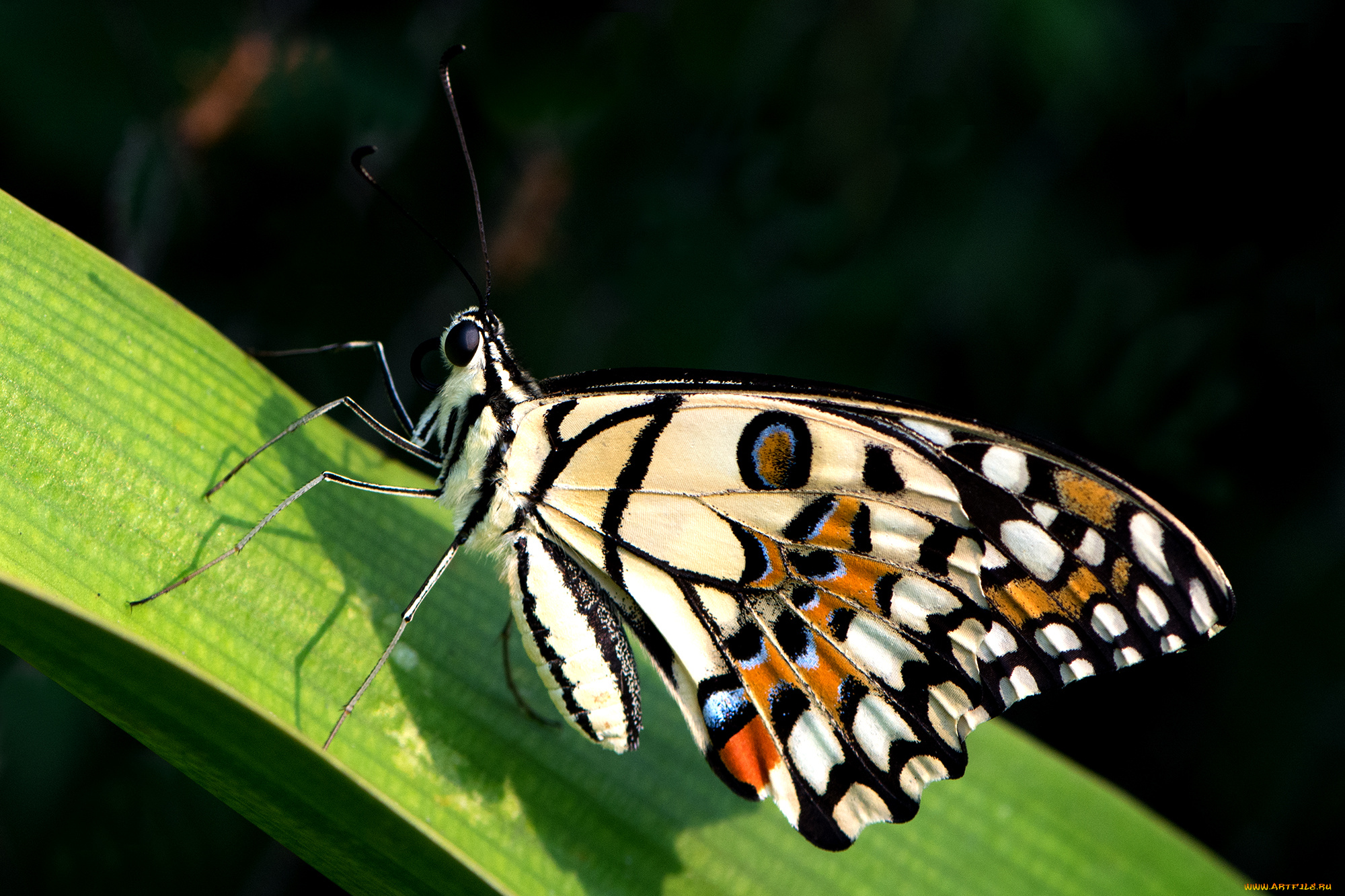 papilio, demoleus, -, the, lime, животные, бабочки, , мотыльки, , моли, бабочка