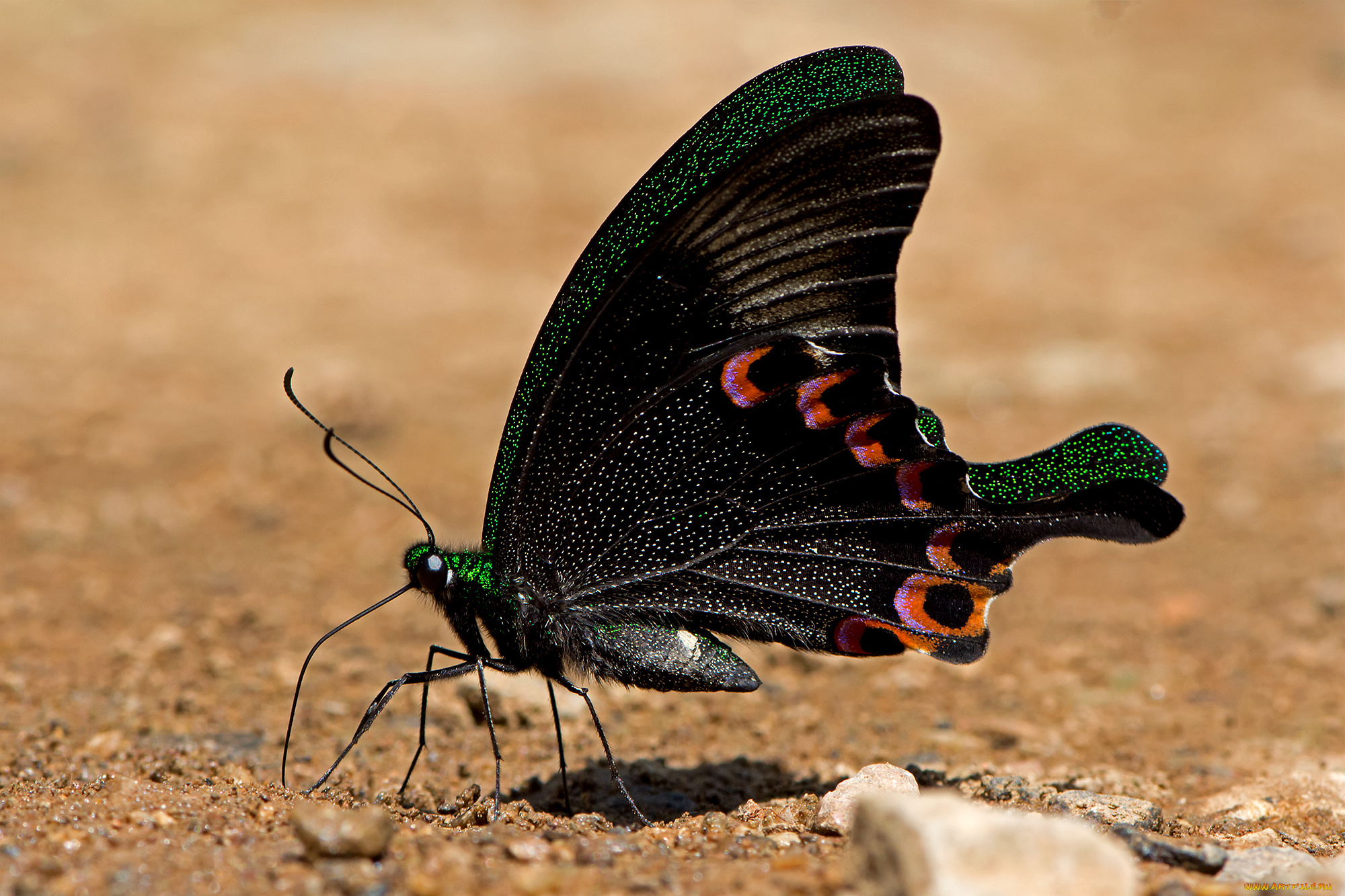 papilio, paris, -, paris, peacock, животные, бабочки, , мотыльки, , моли, бабочка