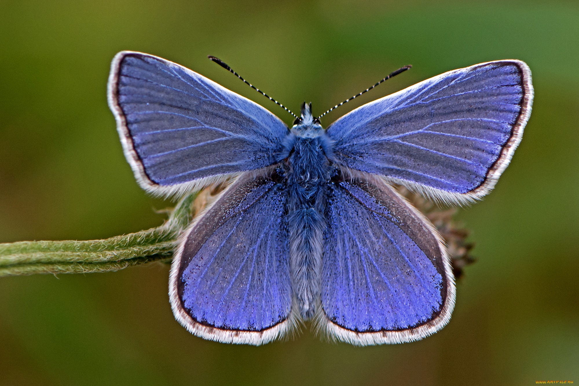 polyommatus, icarus, -, common, blue, животные, бабочки, , мотыльки, , моли, бабочка