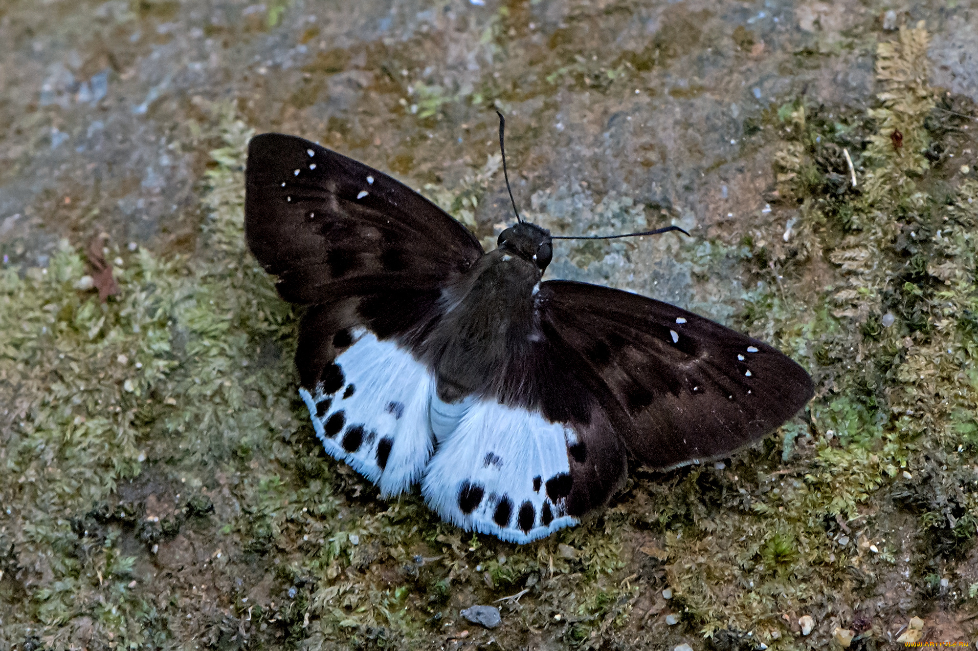 symbrenthia, lilaea, -, common, jester, животные, бабочки, , мотыльки, , моли, бабочка